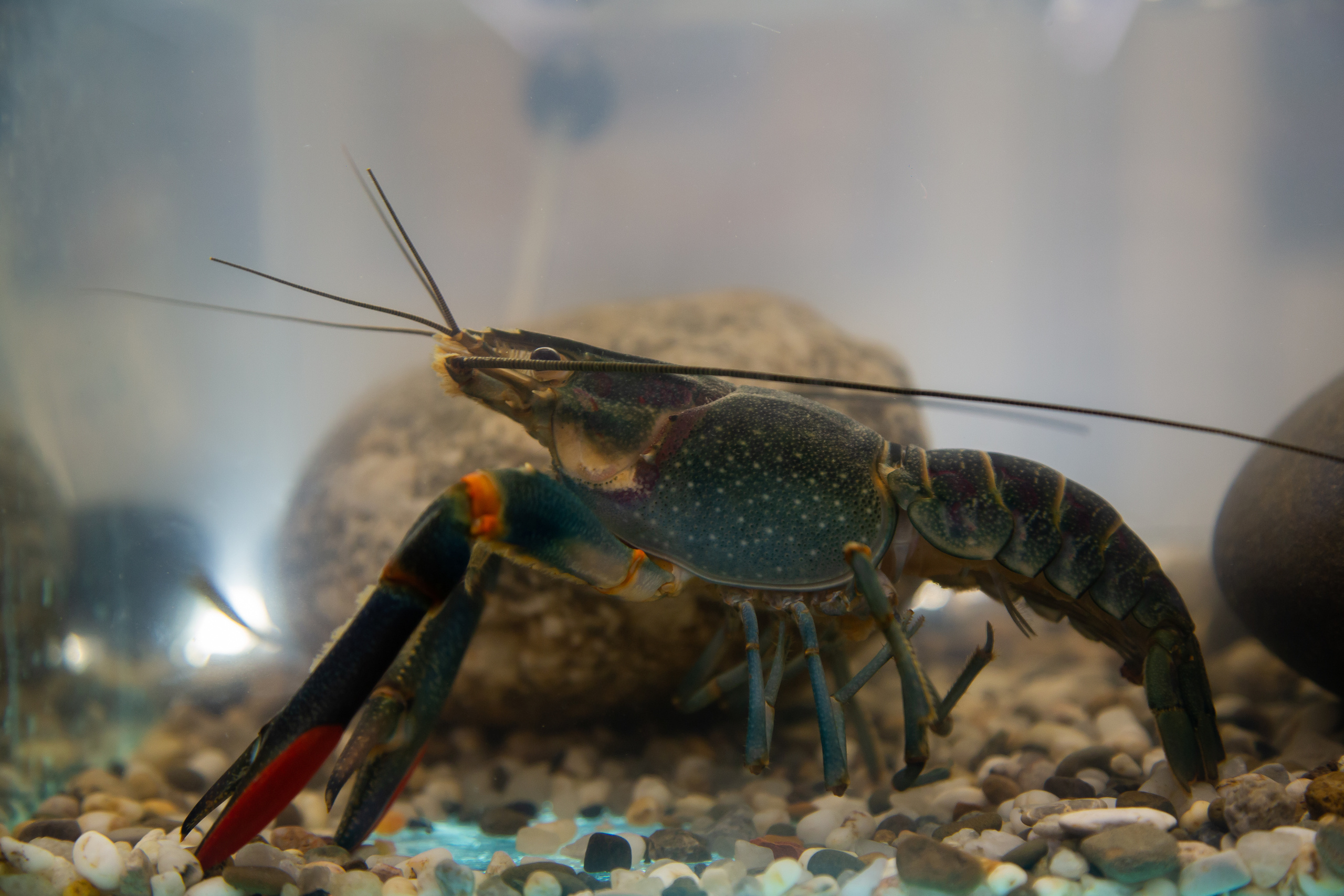 Выставка "Золотая осень". Photographer Sonkina Tatiana (Tanya Ash)