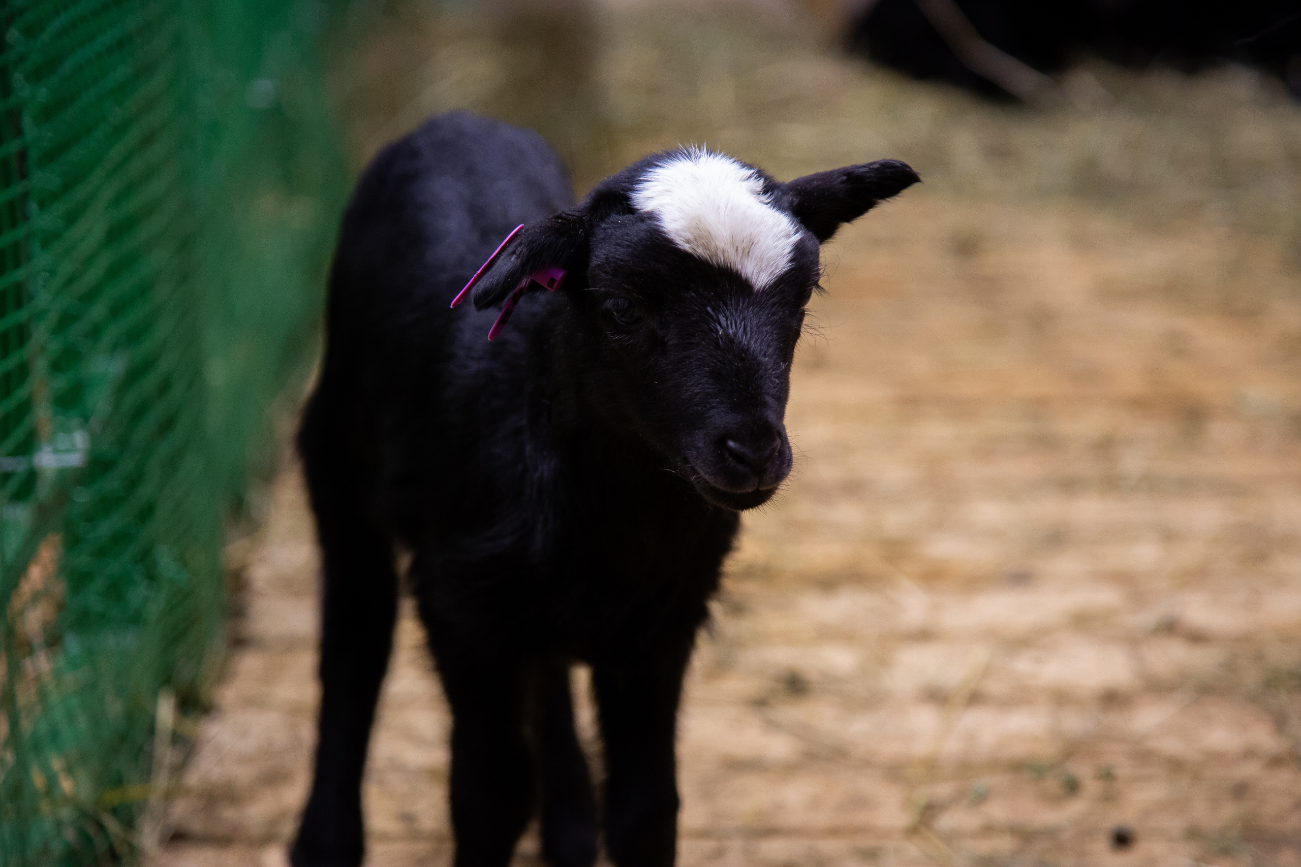 Выставка "Золотая осень". Photographer Sonkina Tatiana (Tanya Ash)