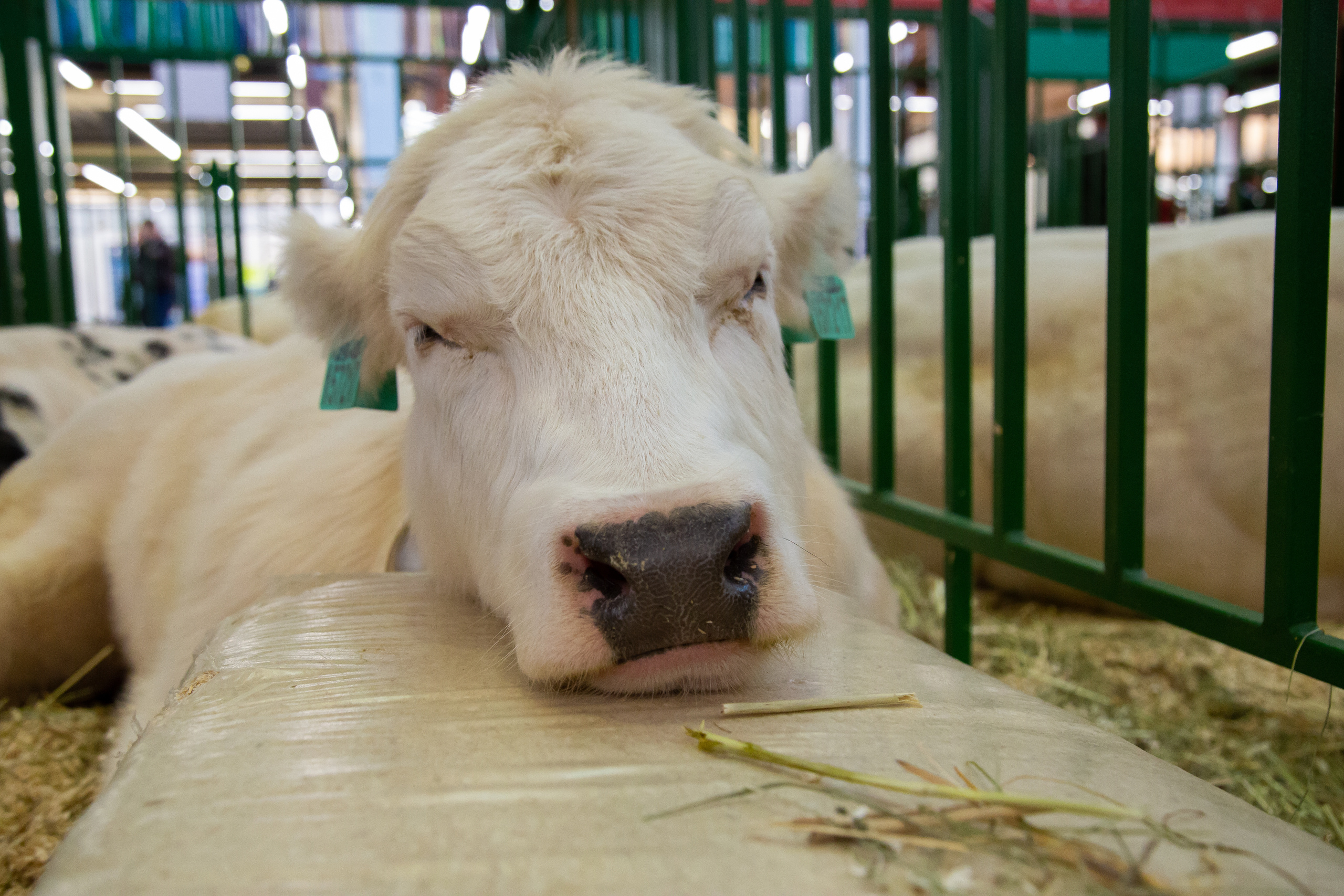 Выставка "Золотая осень". Photographer Sonkina Tatiana (Tanya Ash)