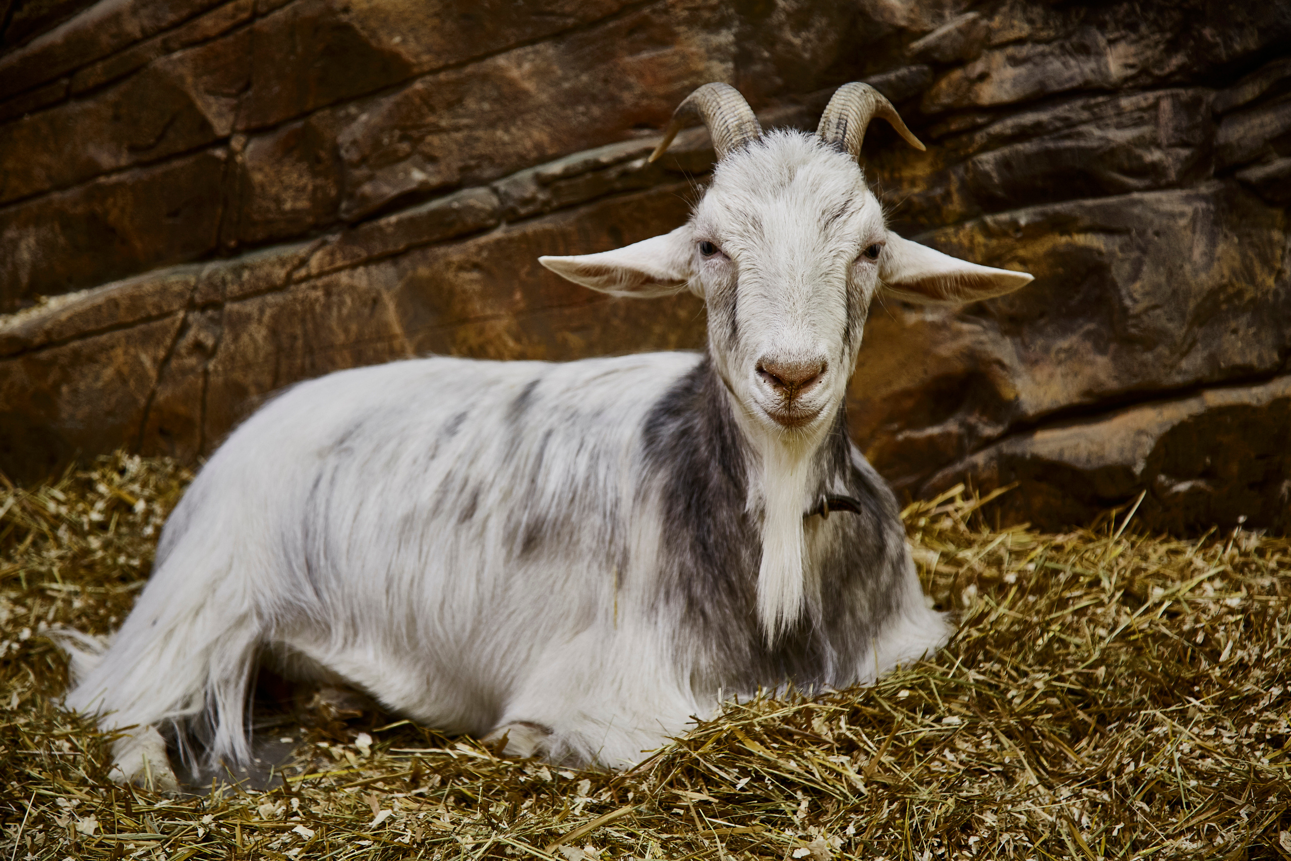 Контактный зоопарк "Белый Кенгуру". Фотограф Сонкина Татьяна