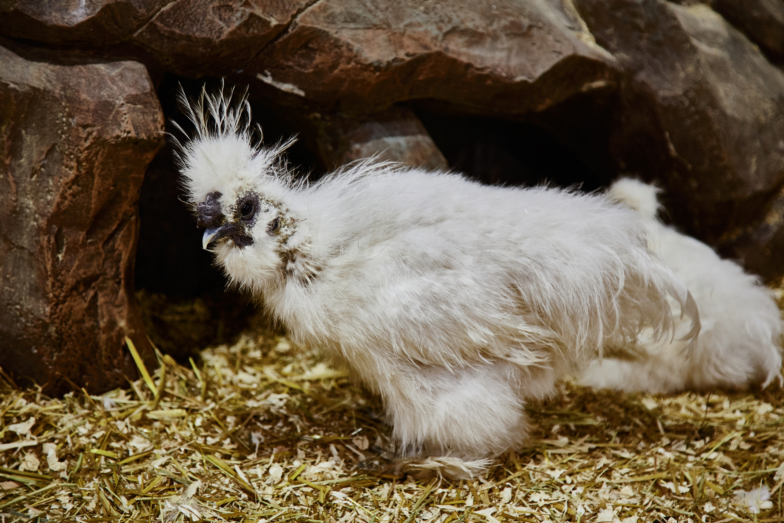 Контактный зоопарк "Белый Кенгуру". Фотограф Сонкина Татьяна