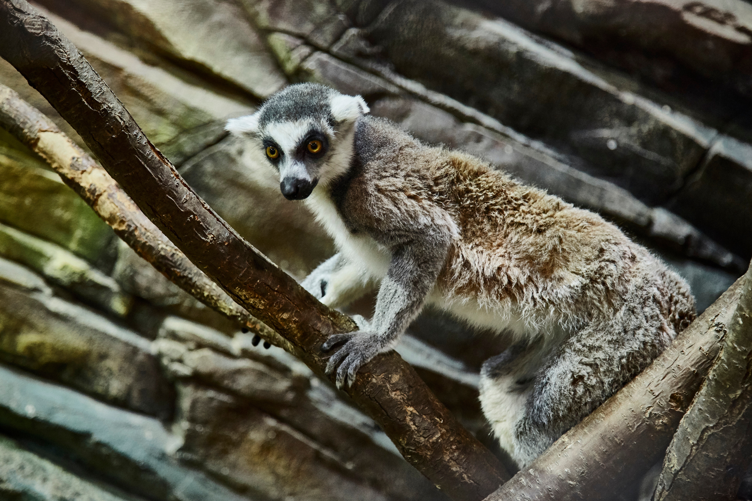 Контактный зоопарк "Белый Кенгуру". Фотограф Сонкина Татьяна