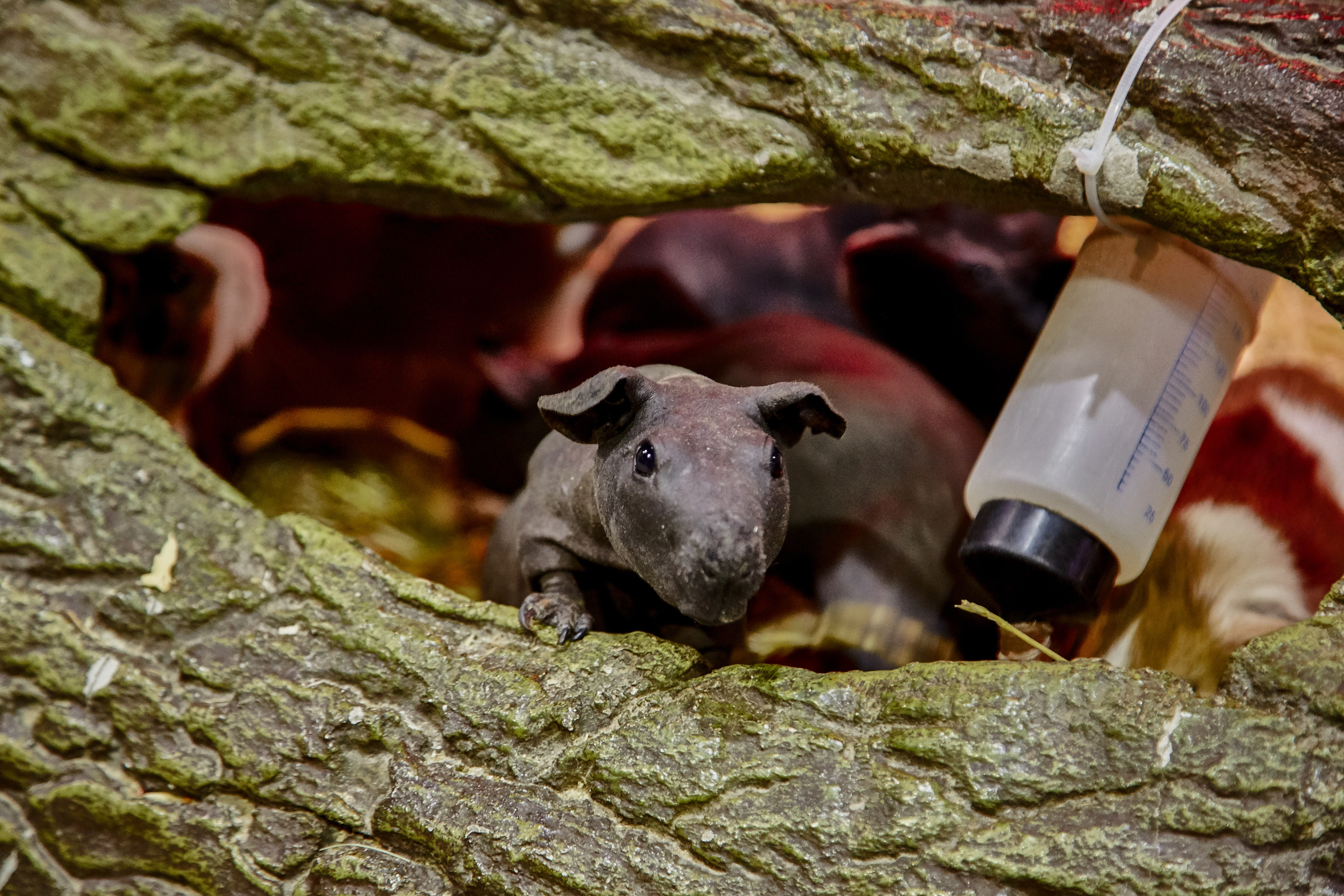 Контактный зоопарк "Белый Кенгуру". Фотограф Сонкина Татьяна