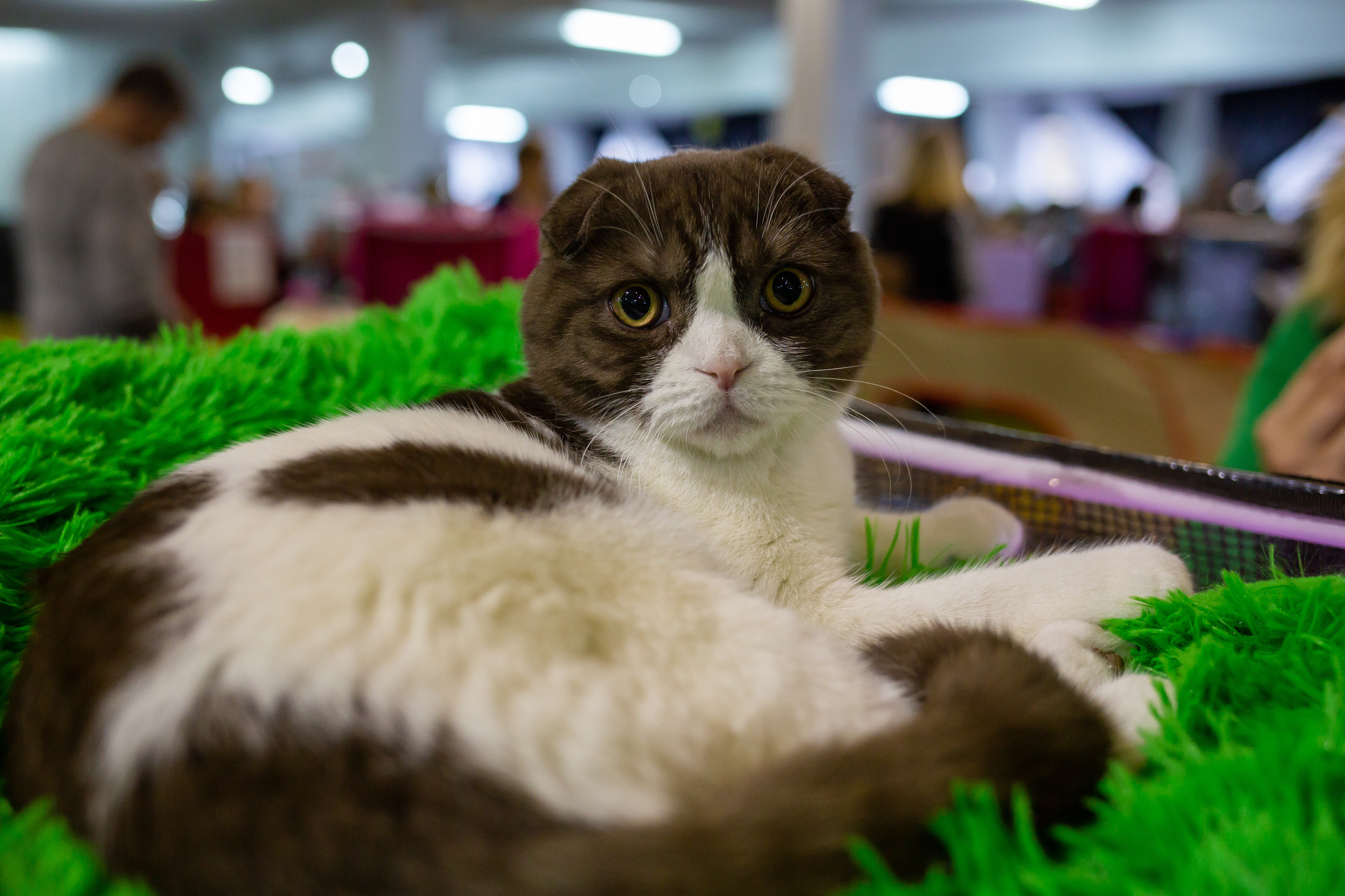 Felis 2018. Фотограф Сонкина Татьяна