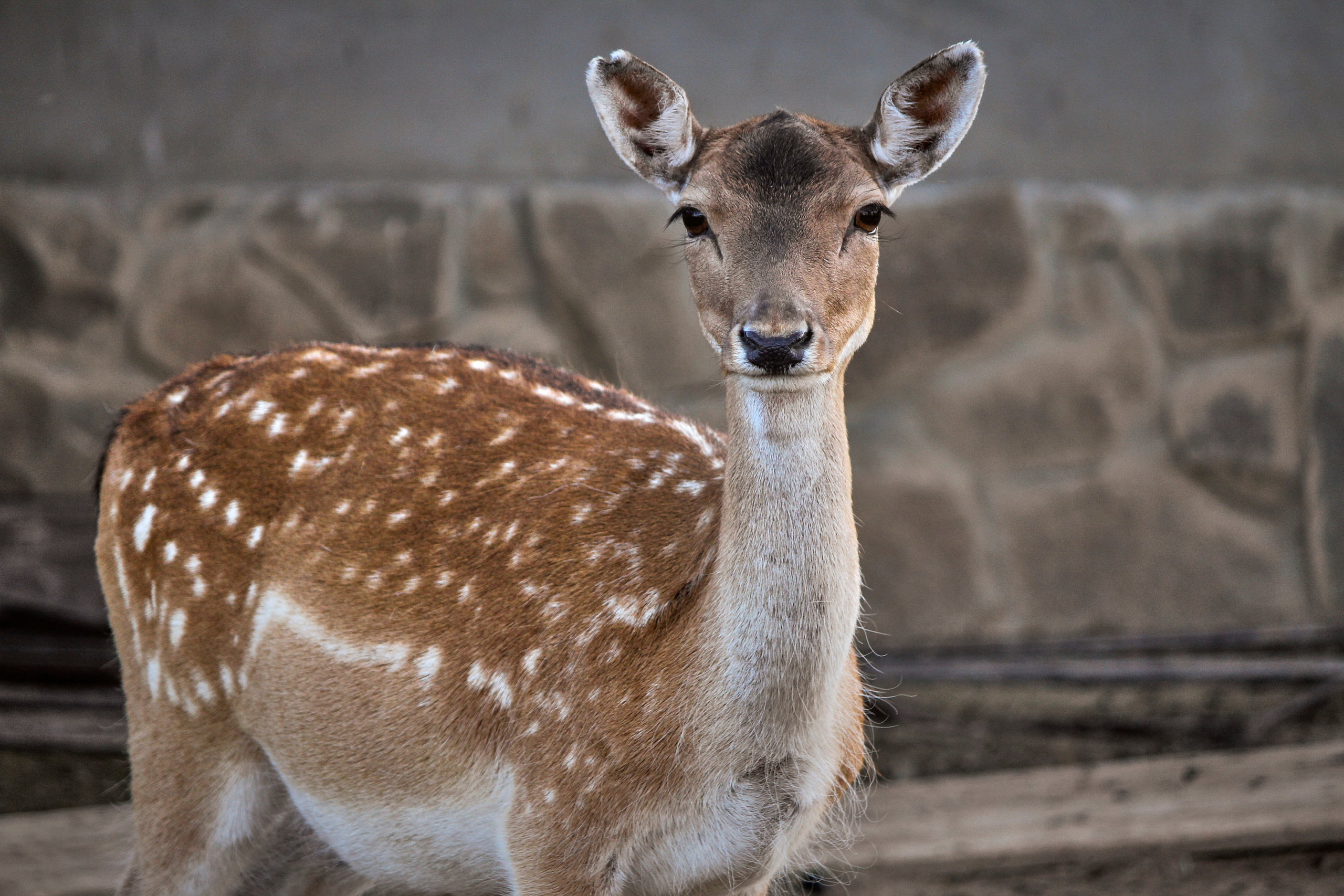 Зоопарк "Планета обезьян". Photographer Sonkina Tatiana (Tanya Ash)
