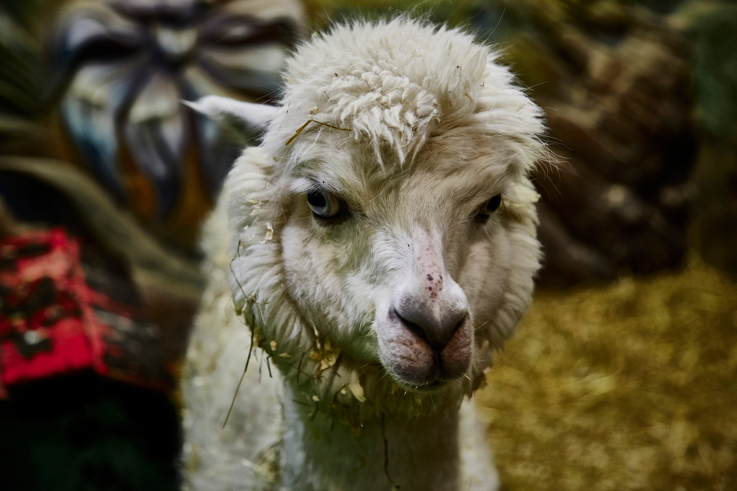 Контактный зоопарк "Белый Кенгуру". Фотограф Сонкина Татьяна