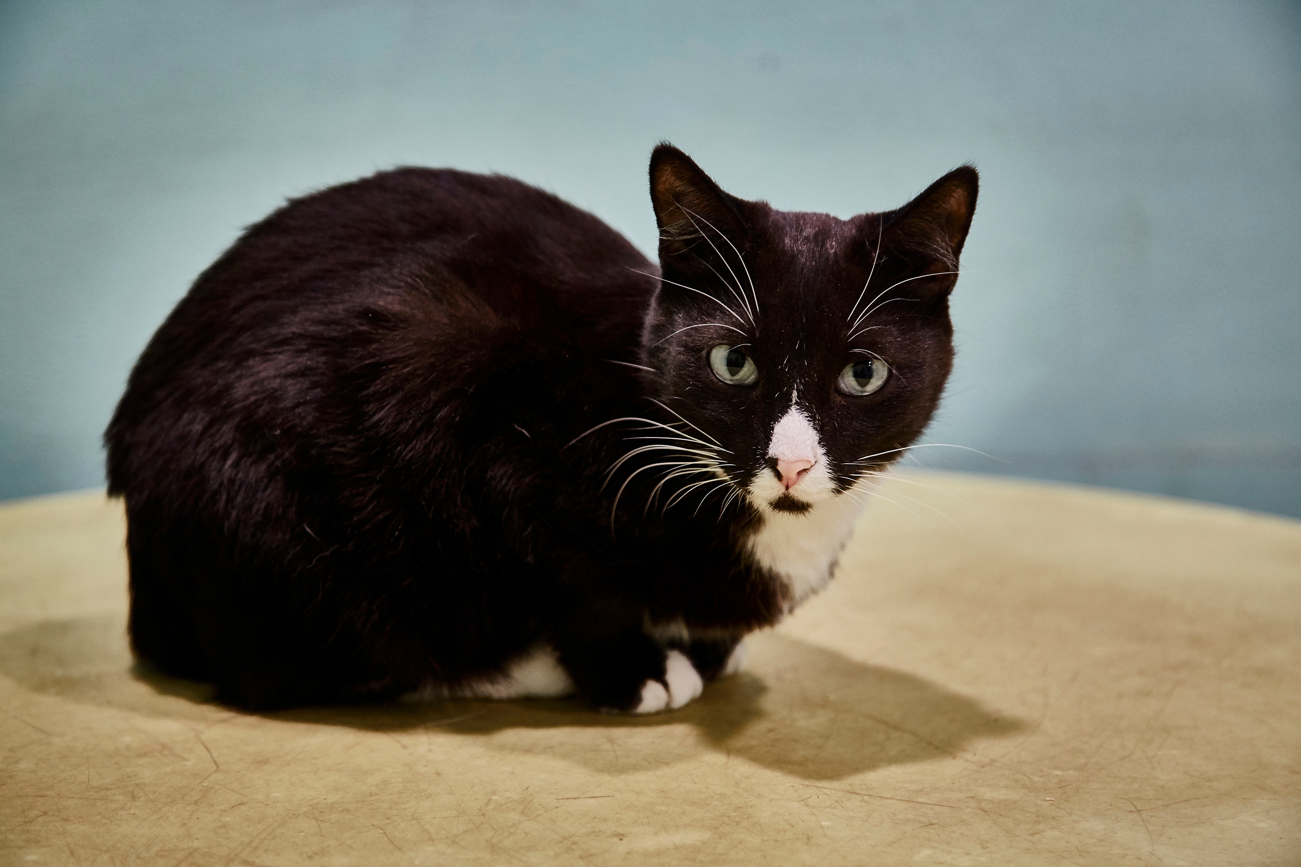 Контактный зоопарк "Белый Кенгуру". Фотограф Сонкина Татьяна