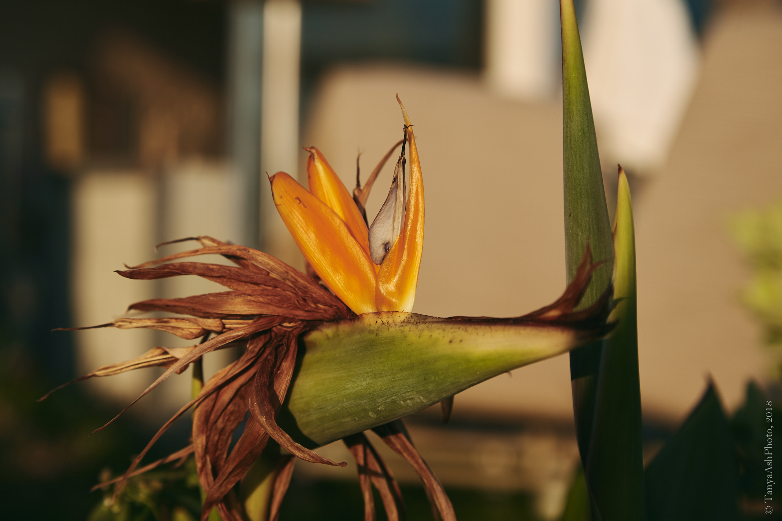 Фотографии Кипра и Пафоса. Photographer Sonkina Tatiana (Tanya Ash)