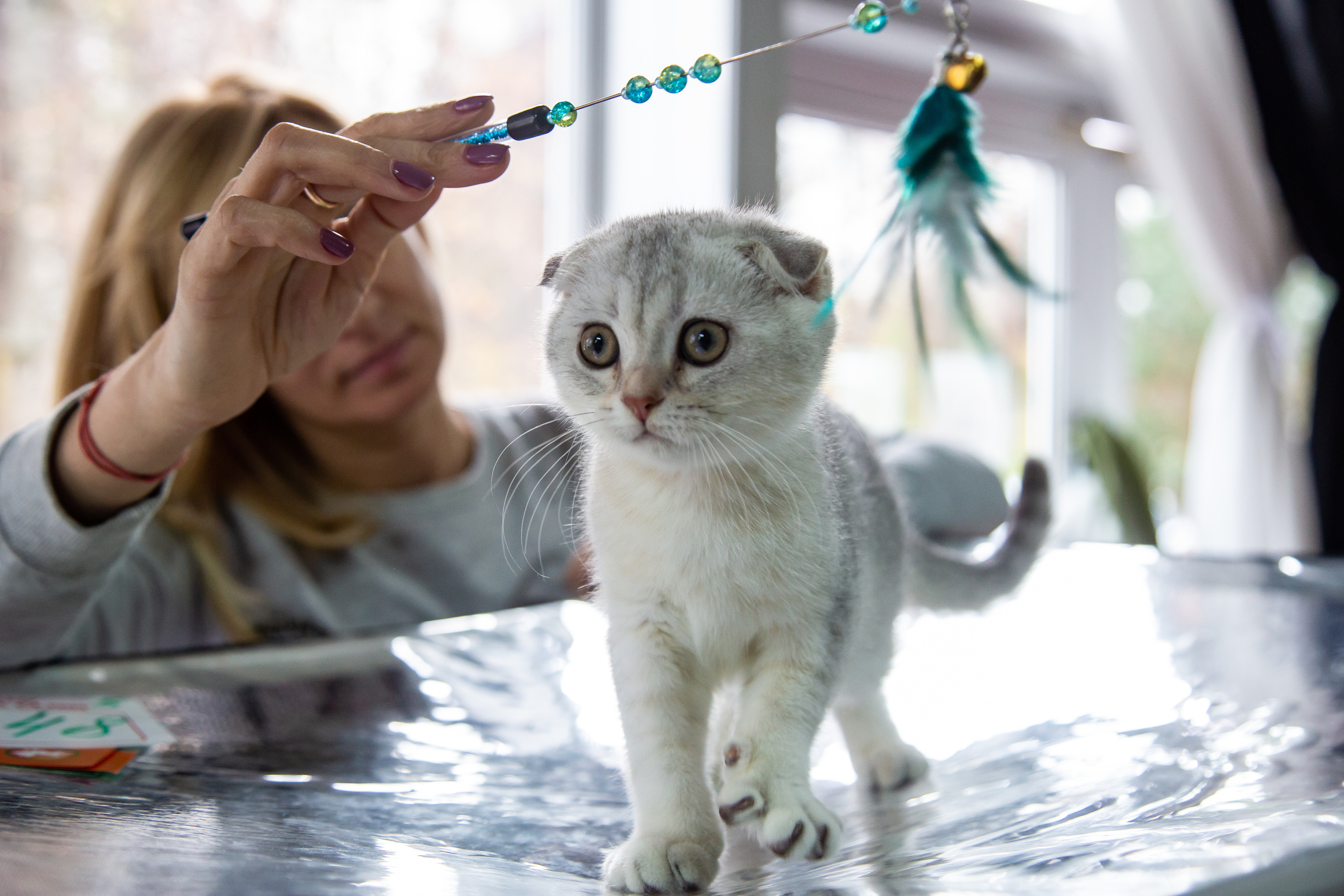 Felis 2018. Фотограф Сонкина Татьяна