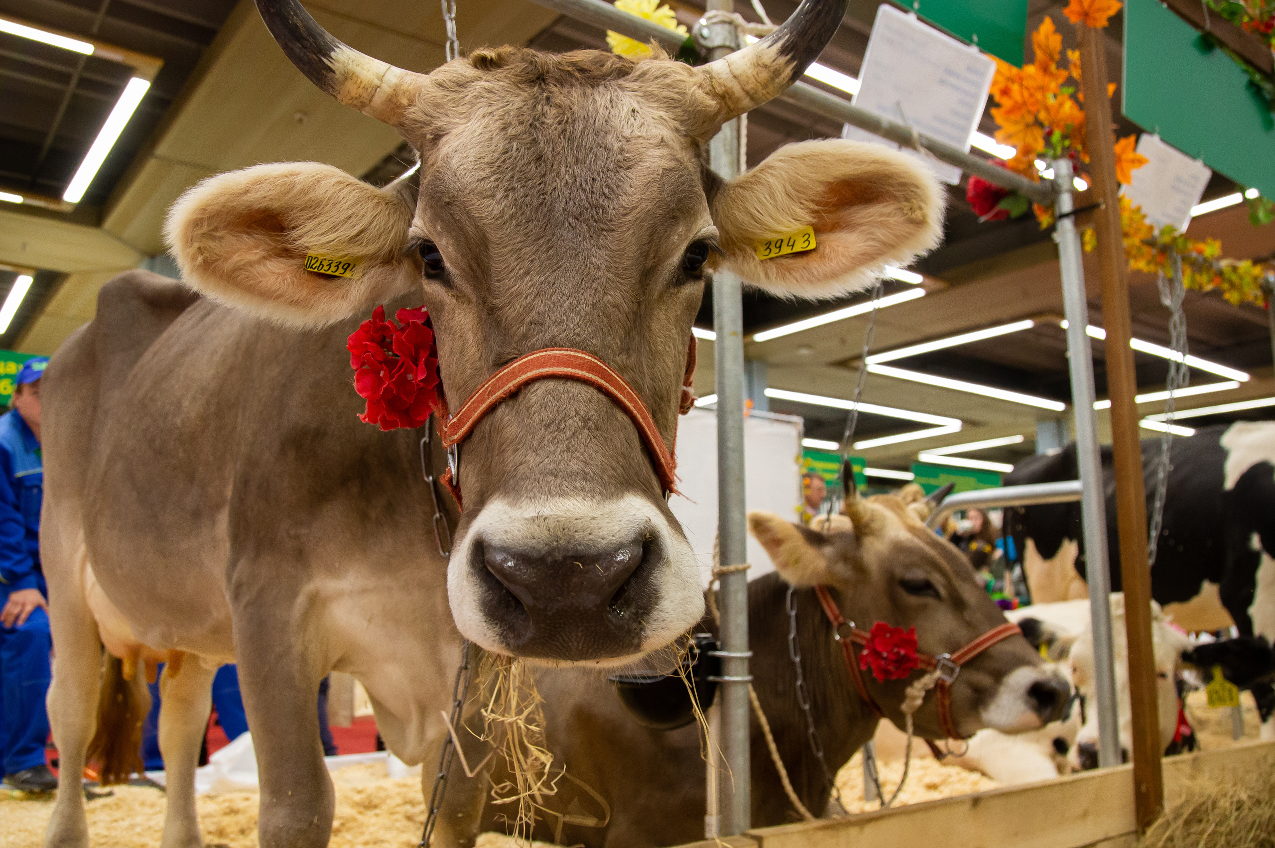 Выставка "Золотая осень". Photographer Sonkina Tatiana (Tanya Ash)