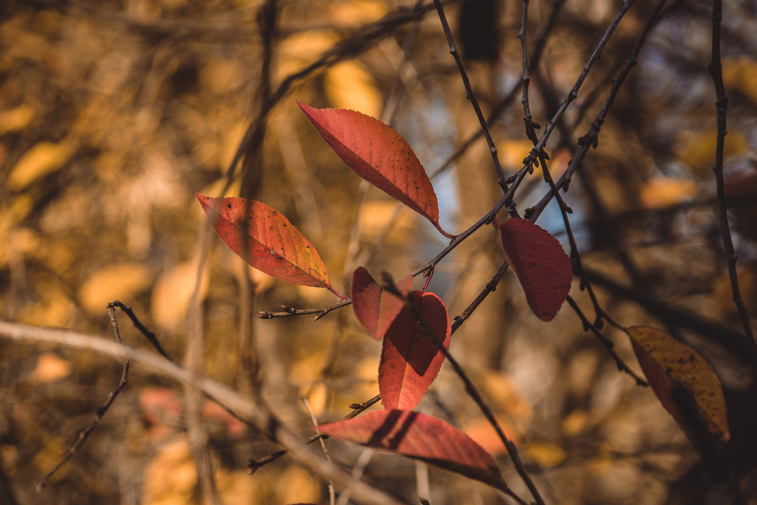 Коллекция пейзажных фотографий. Photographer Sonkina Tatiana (Tanya Ash)