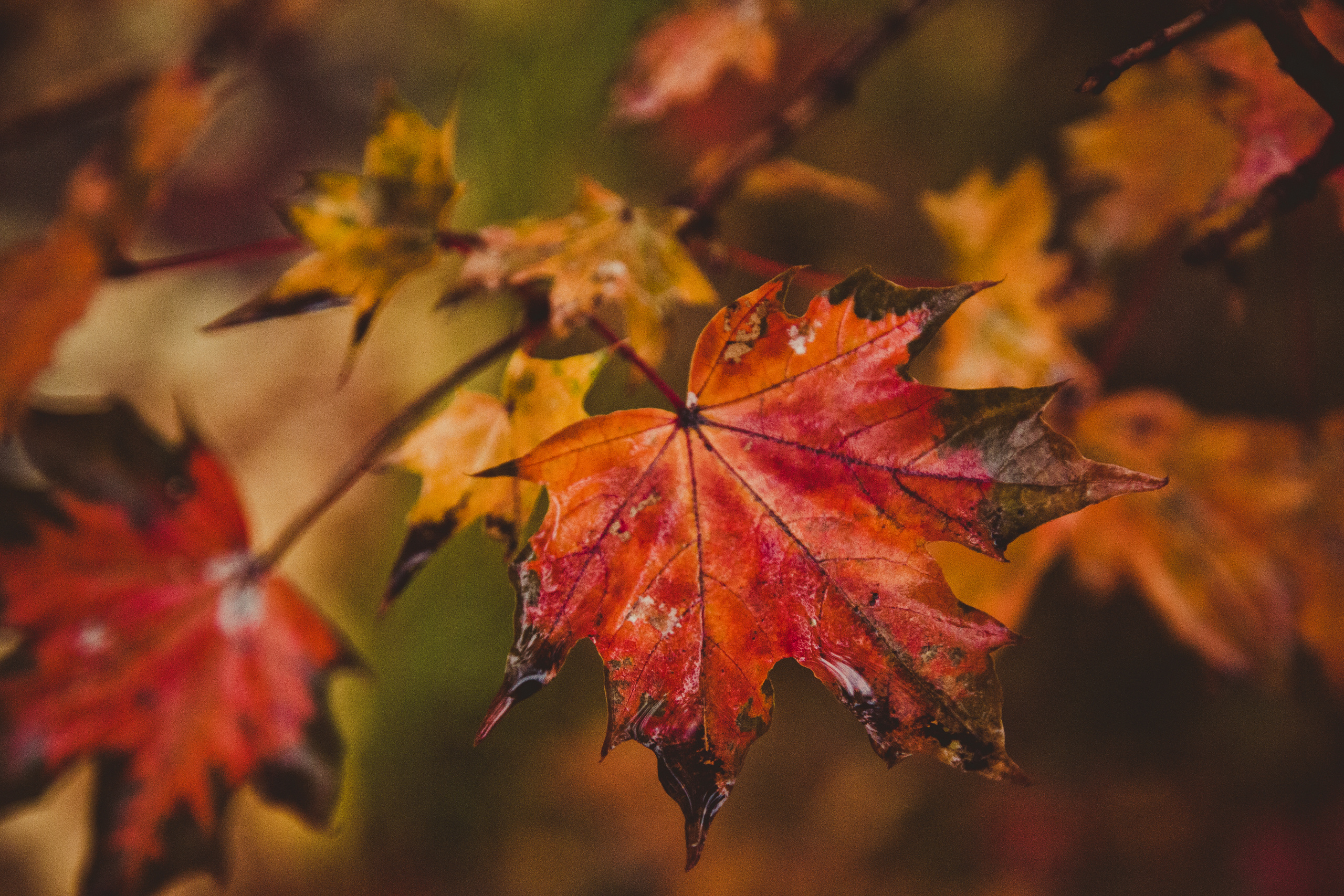 Коллекция пейзажных фотографий. Photographer Sonkina Tatiana (Tanya Ash)