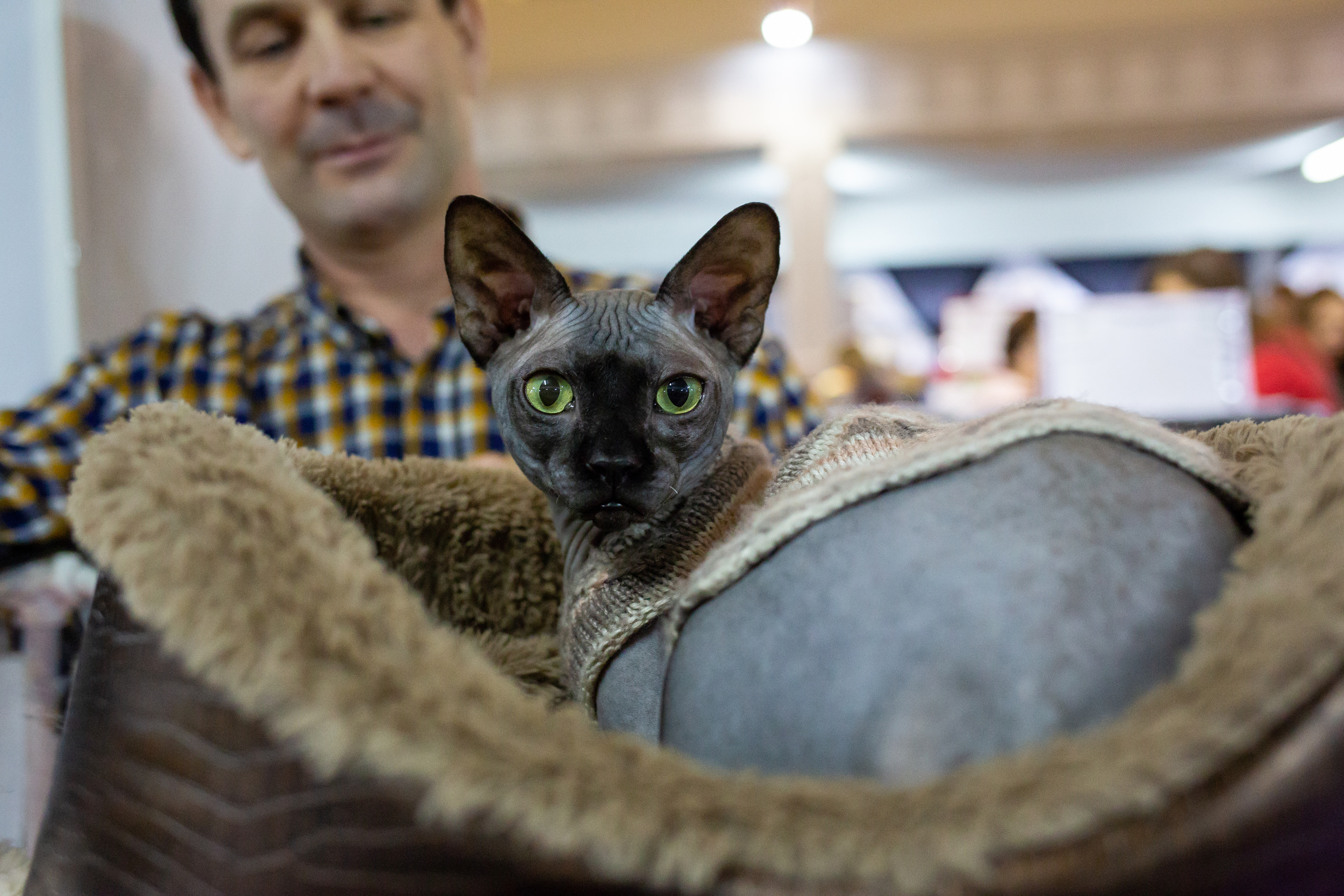 Felis 2018. Фотограф Сонкина Татьяна