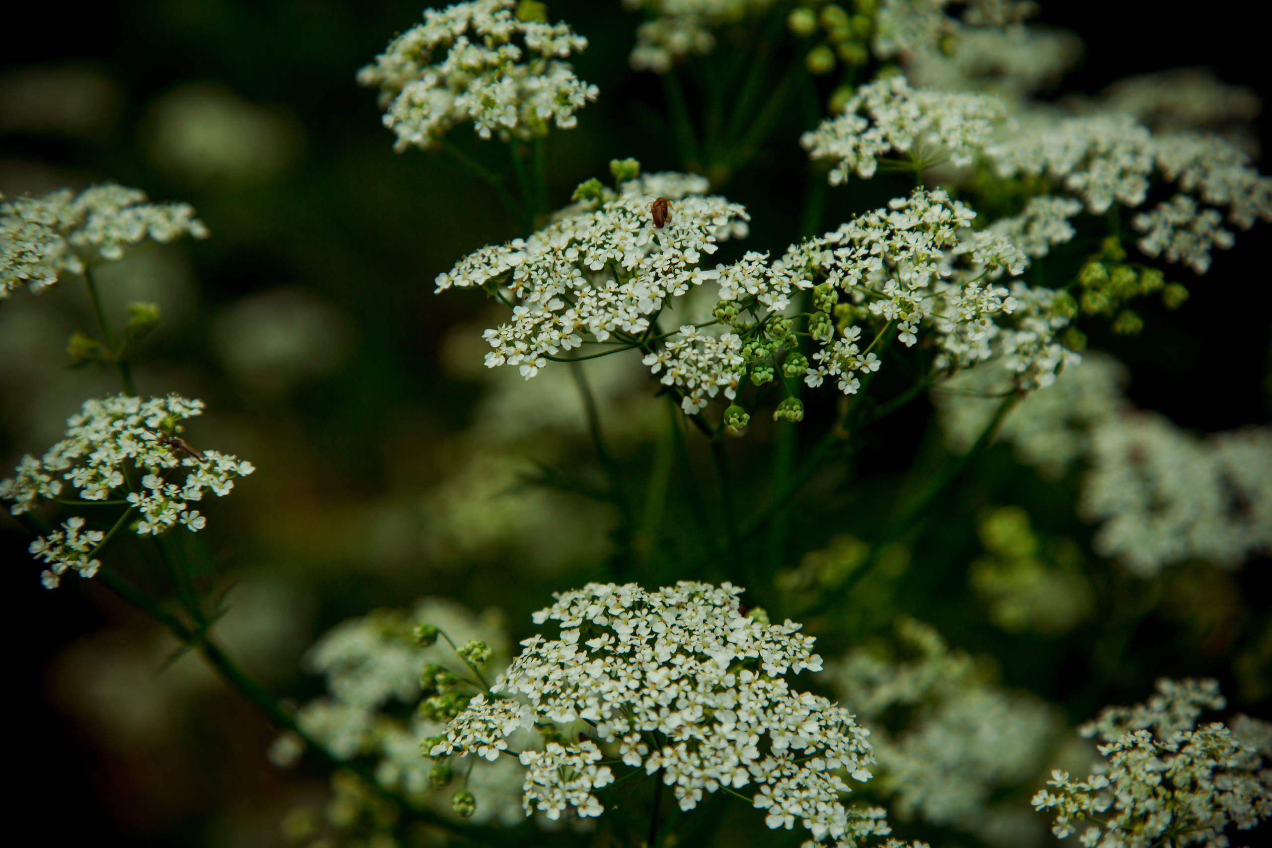 Коллекция пейзажных фотографий. Photographer Sonkina Tatiana (Tanya Ash)