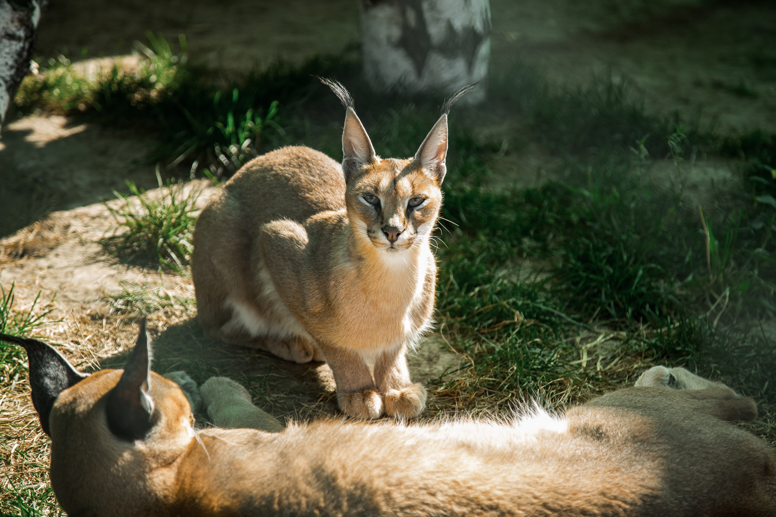 Экзотик Парк. Фотограф Сонкина Татьяна