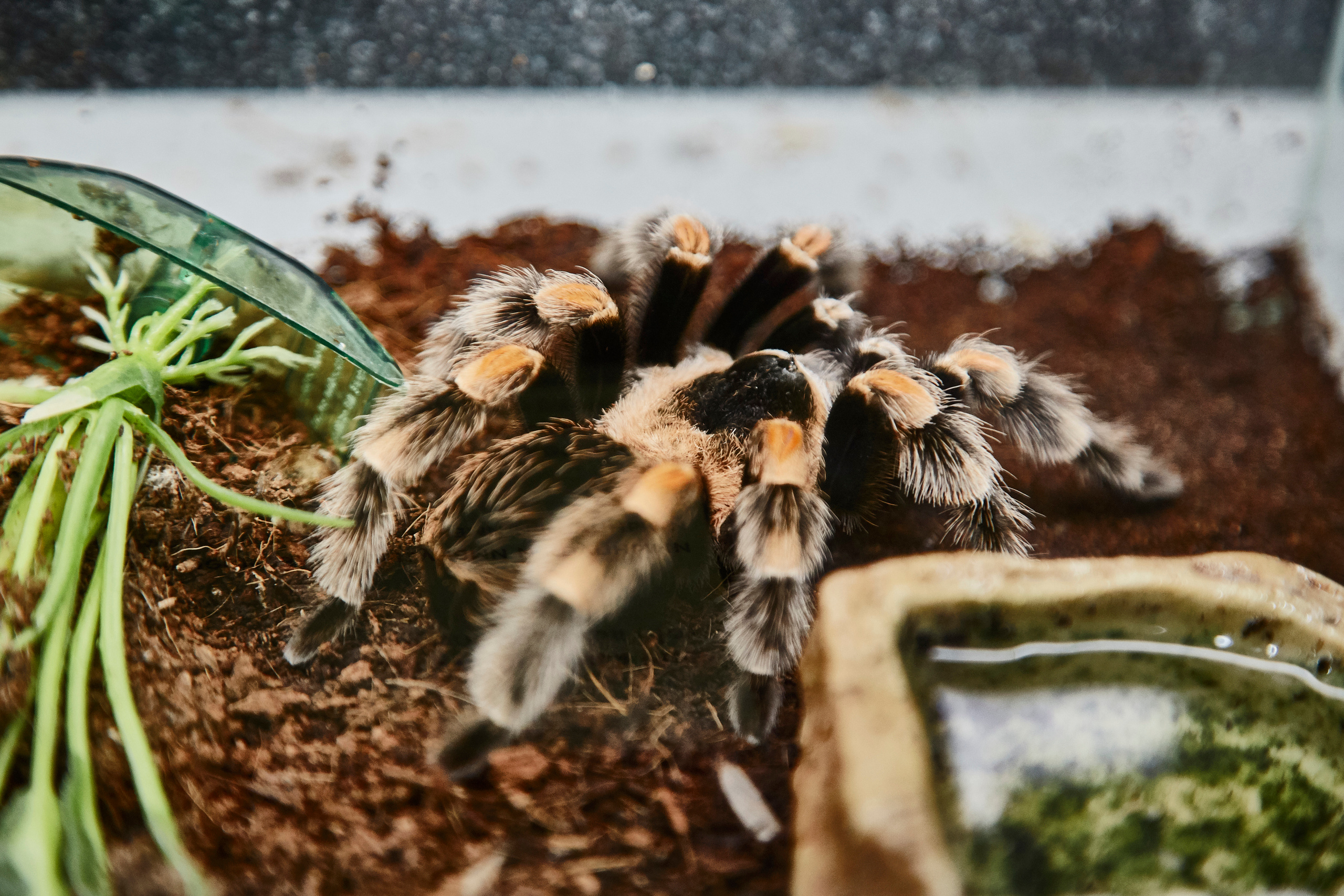 Тропикариум "Белый кенгуру". Photographer Sonkina Tatiana (Tanya Ash)