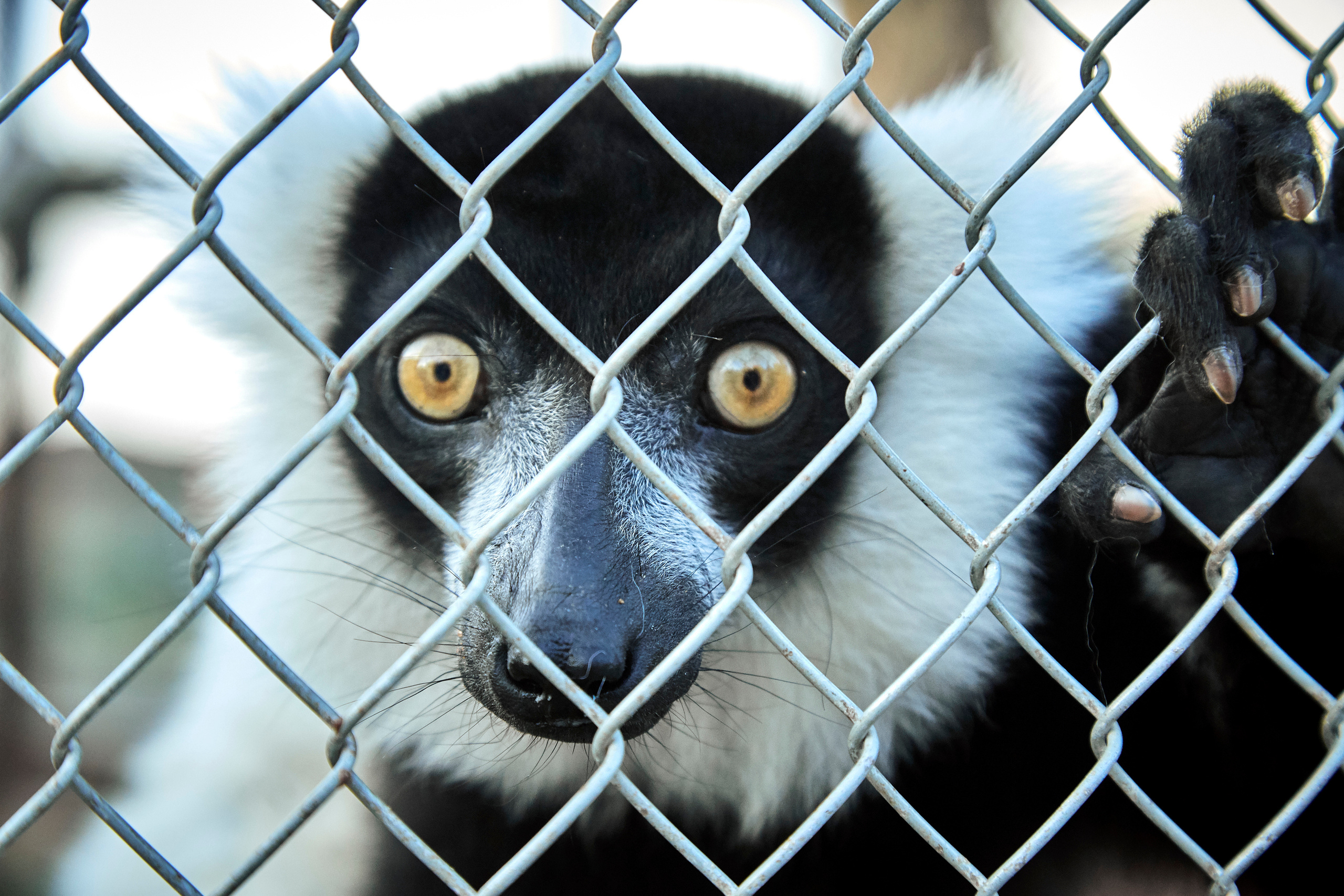Зоопарк "Планета обезьян". Photographer Sonkina Tatiana (Tanya Ash)