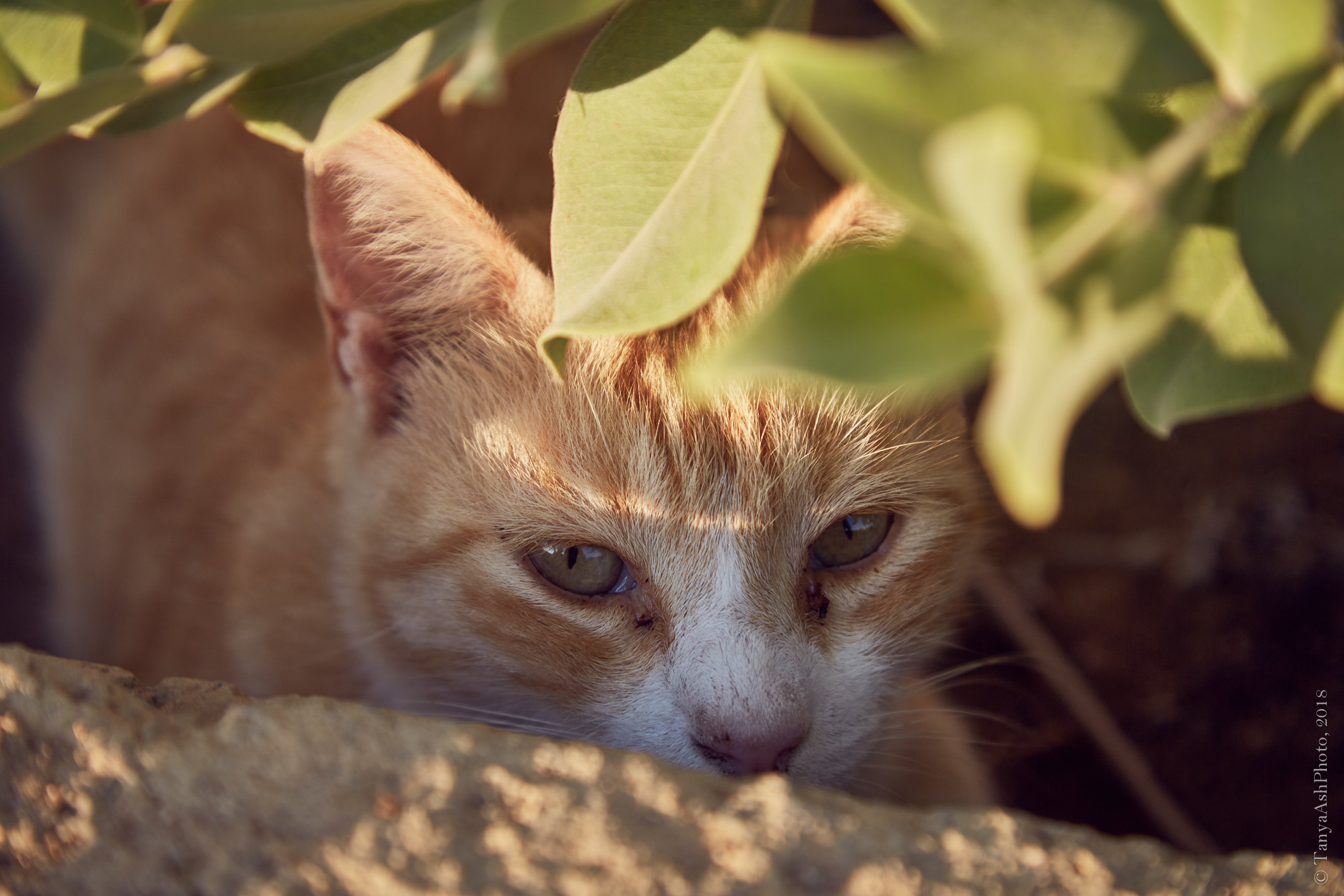 Фотографии Кипра и Пафоса. Photographer Sonkina Tatiana (Tanya Ash)