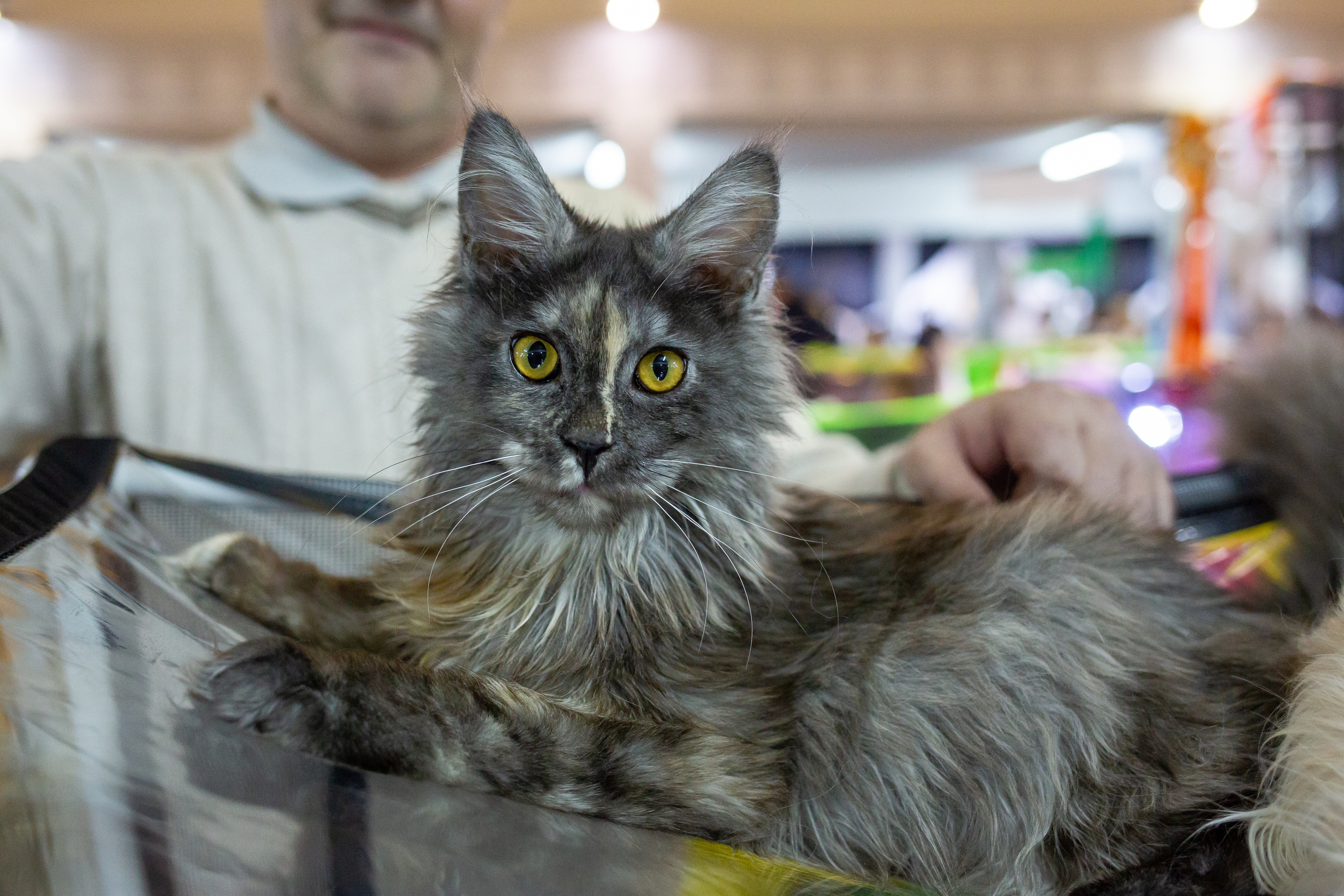 Felis 2018. Фотограф Сонкина Татьяна