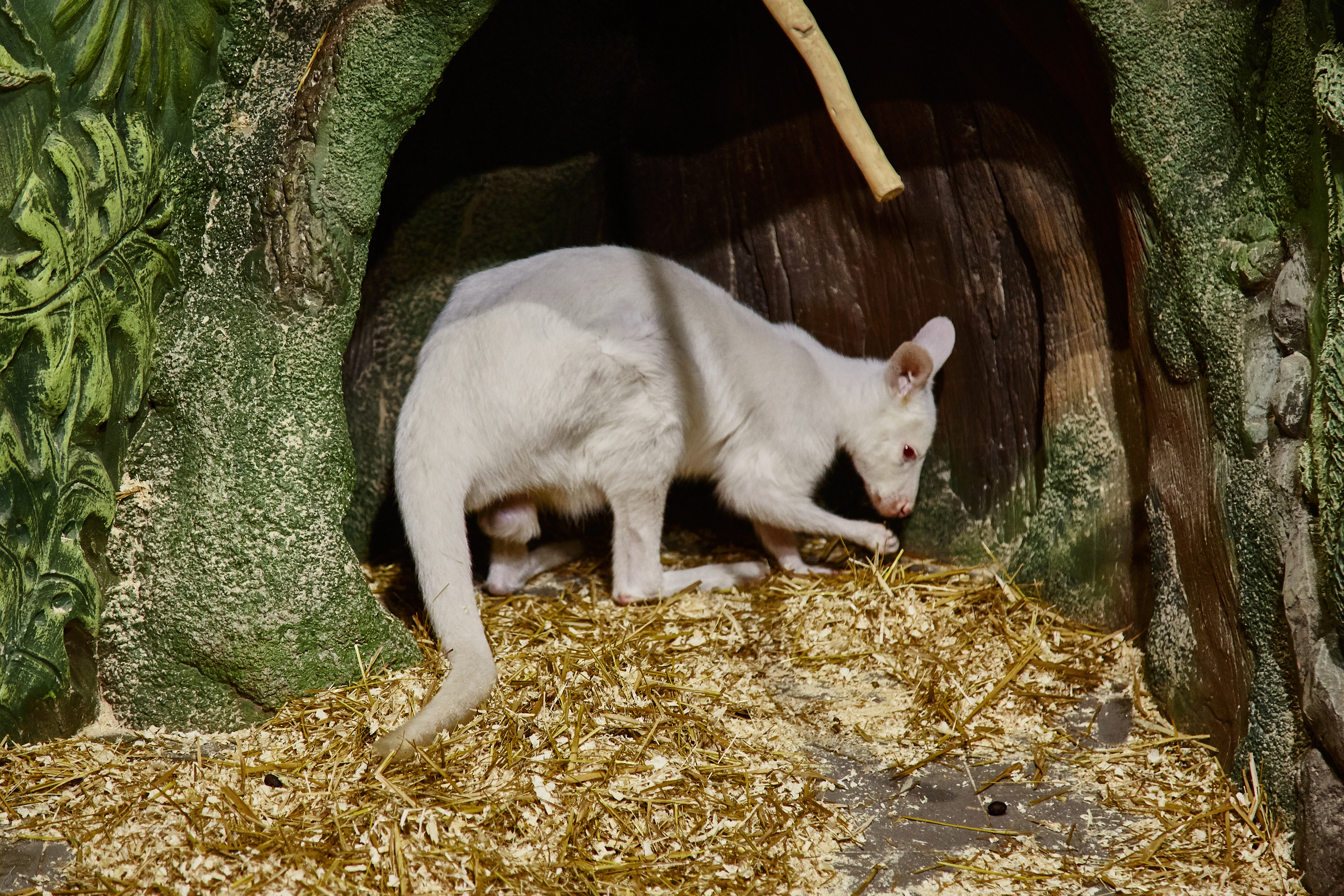 Контактный зоопарк "Белый Кенгуру". Фотограф Сонкина Татьяна