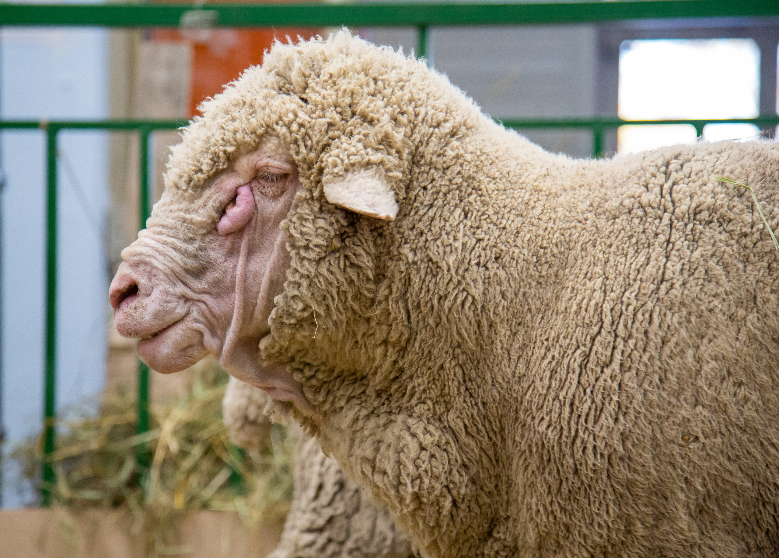 Выставка "Золотая осень". Photographer Sonkina Tatiana (Tanya Ash)