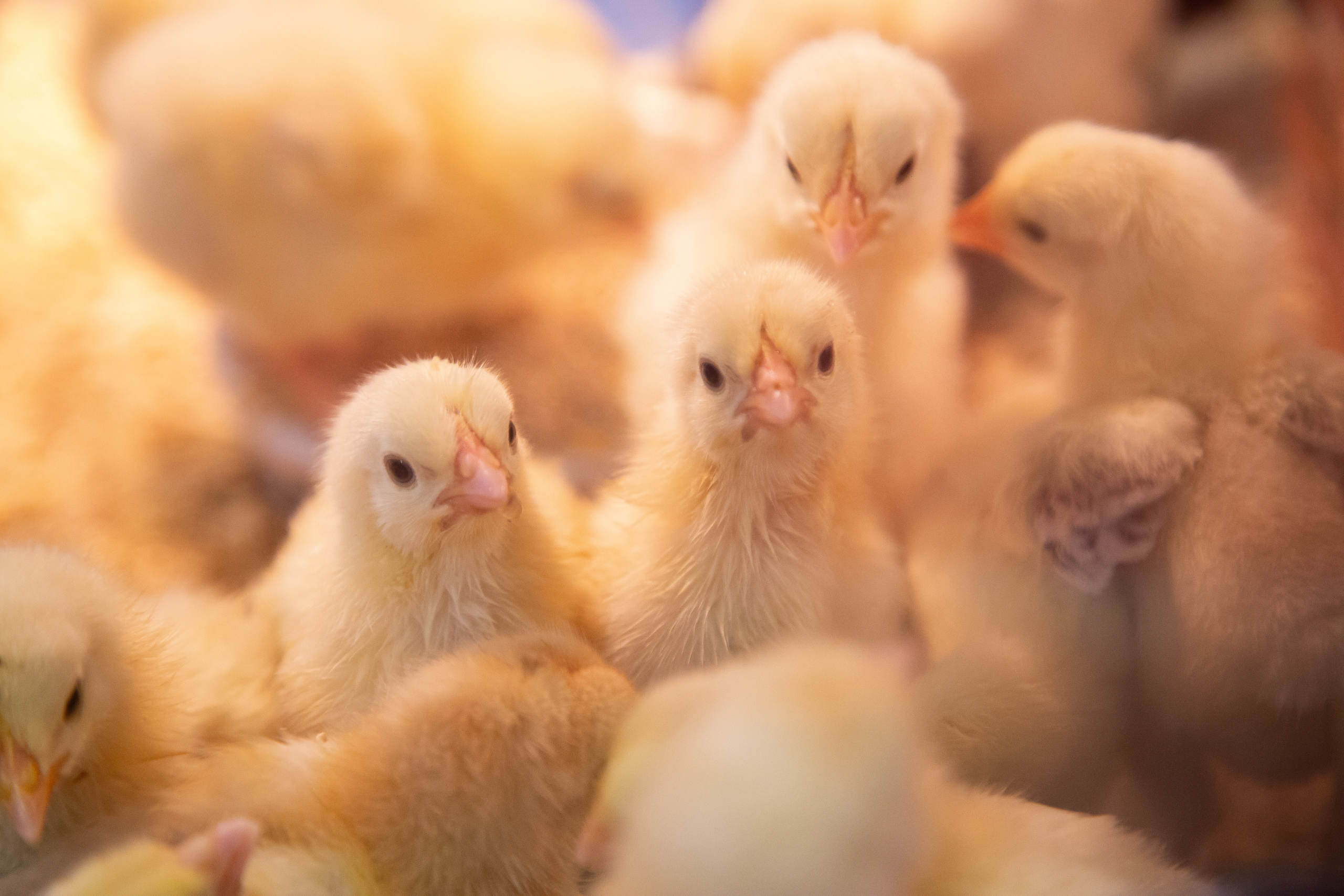 Выставка "Золотая осень". Photographer Sonkina Tatiana (Tanya Ash)