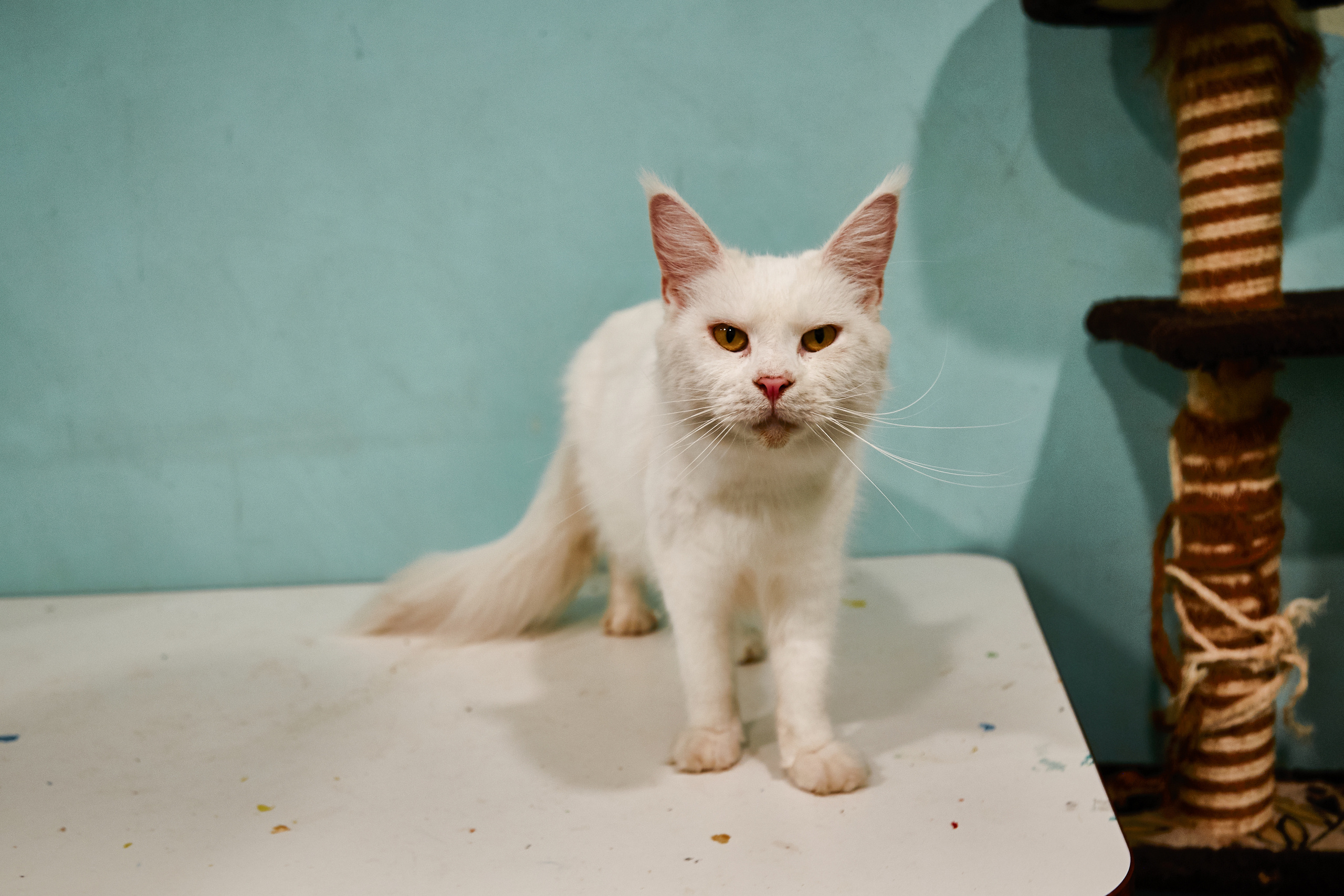 Контактный зоопарк "Белый Кенгуру". Фотограф Сонкина Татьяна