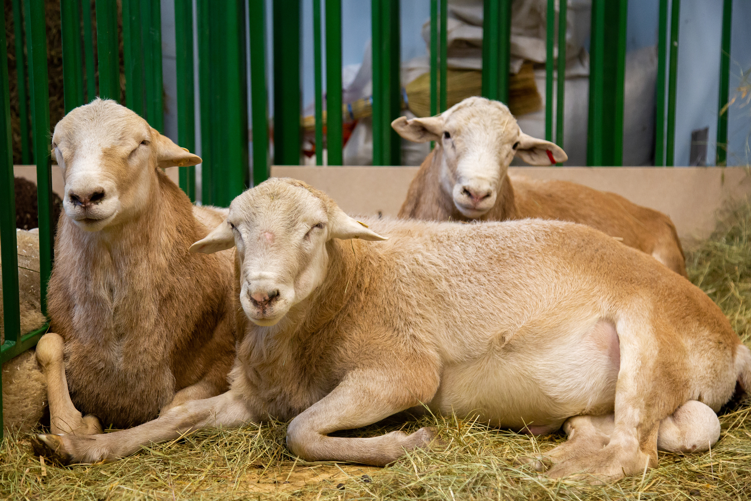 Выставка "Золотая осень". Photographer Sonkina Tatiana (Tanya Ash)