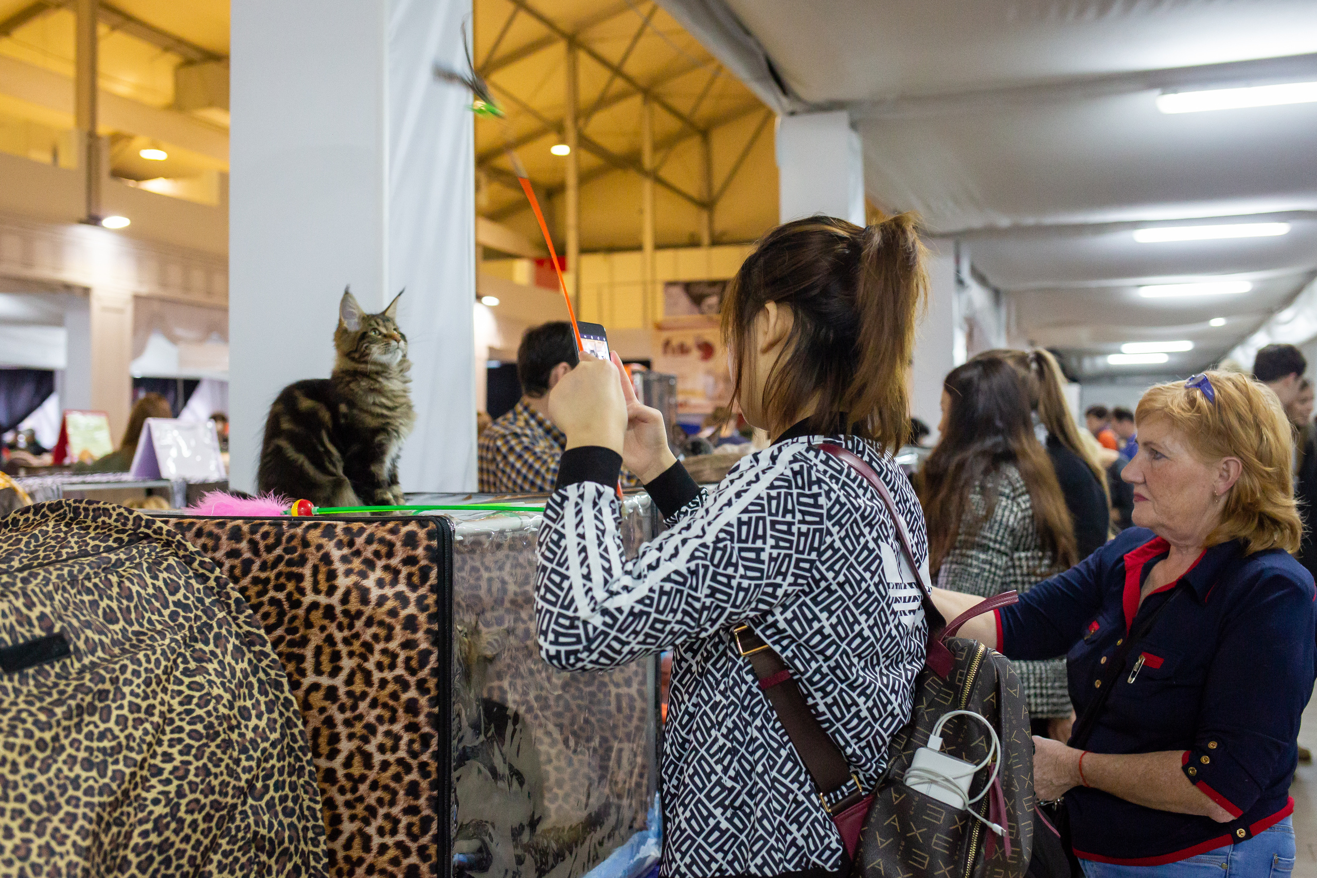 Felis 2018. Фотограф Сонкина Татьяна