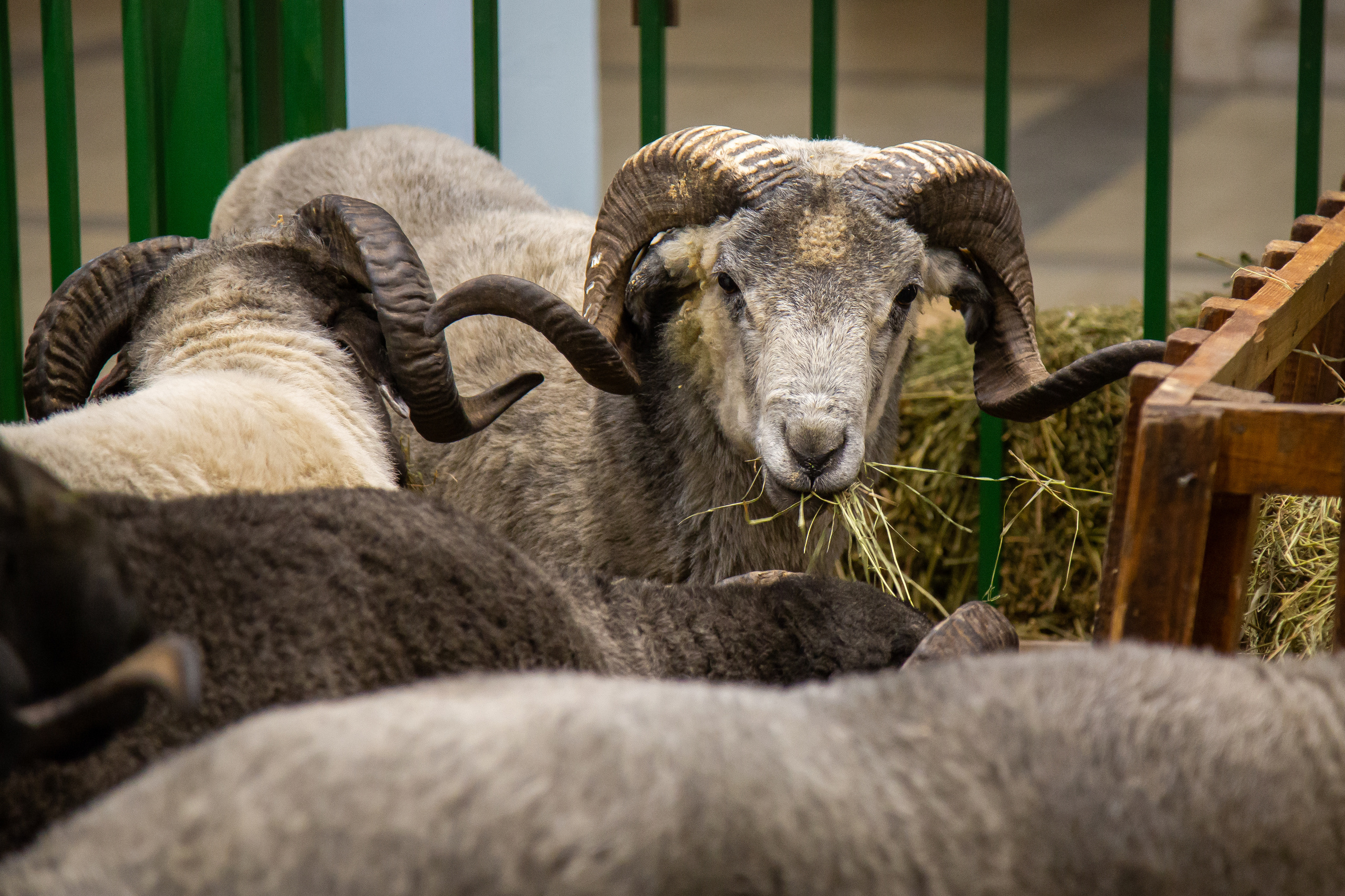 Выставка "Золотая осень". Photographer Sonkina Tatiana (Tanya Ash)