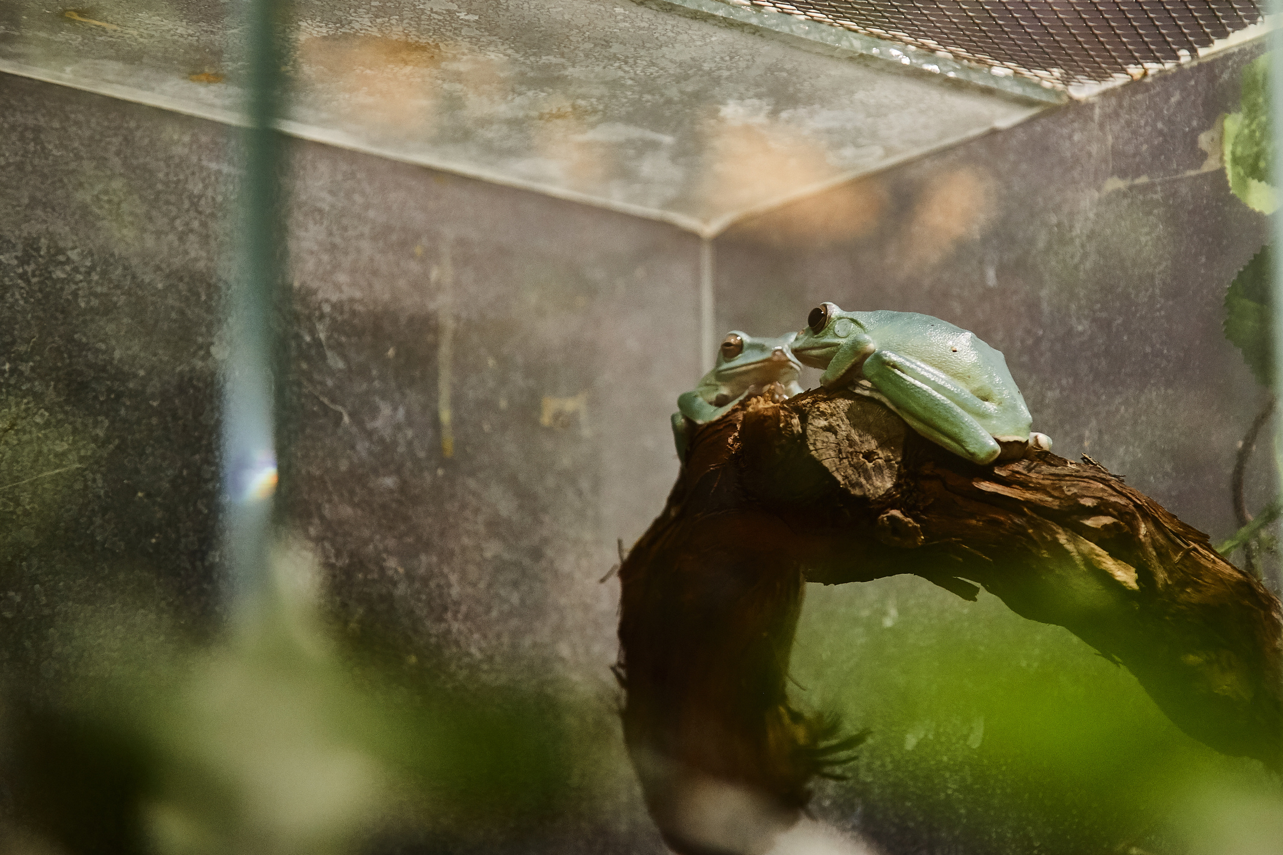 Тропикариум "Белый кенгуру". Photographer Sonkina Tatiana (Tanya Ash)