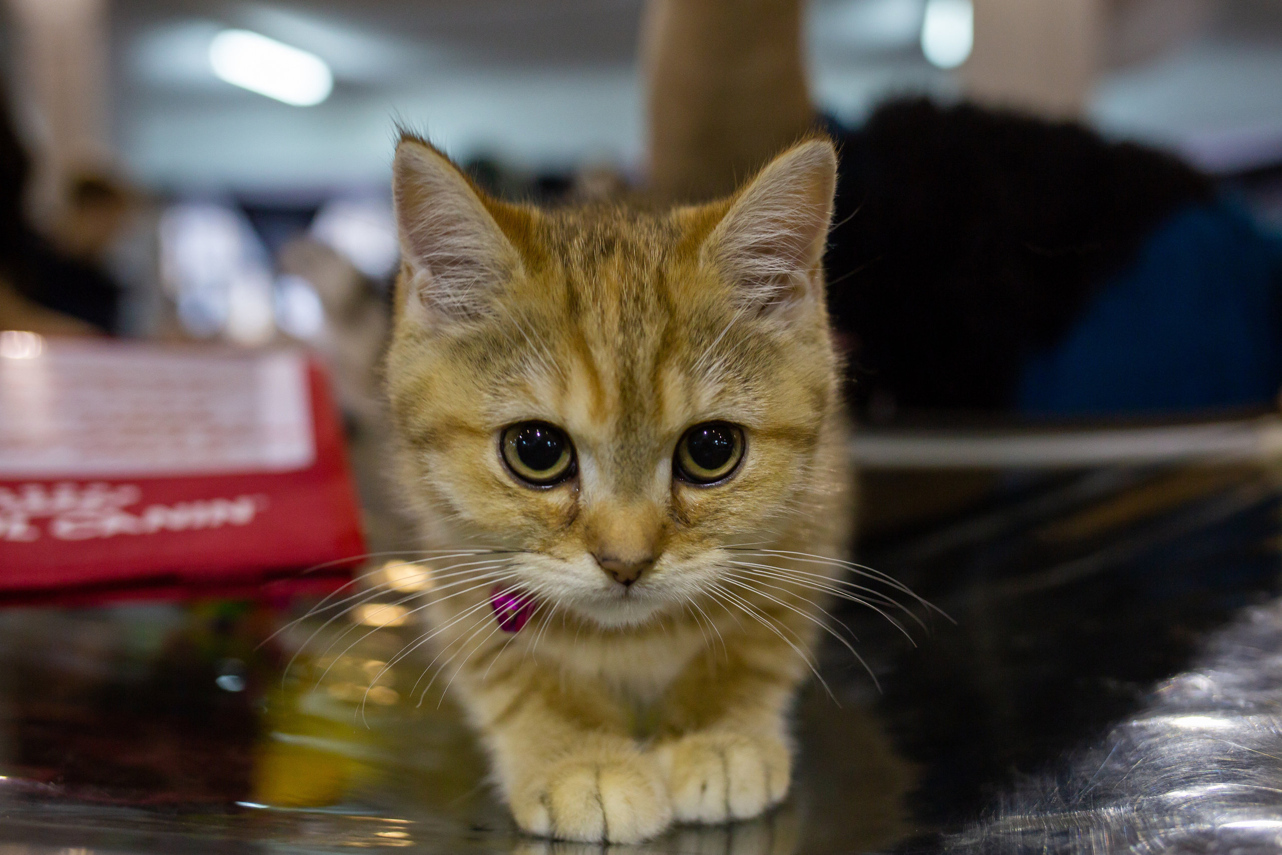 Felis 2018. Фотограф Сонкина Татьяна