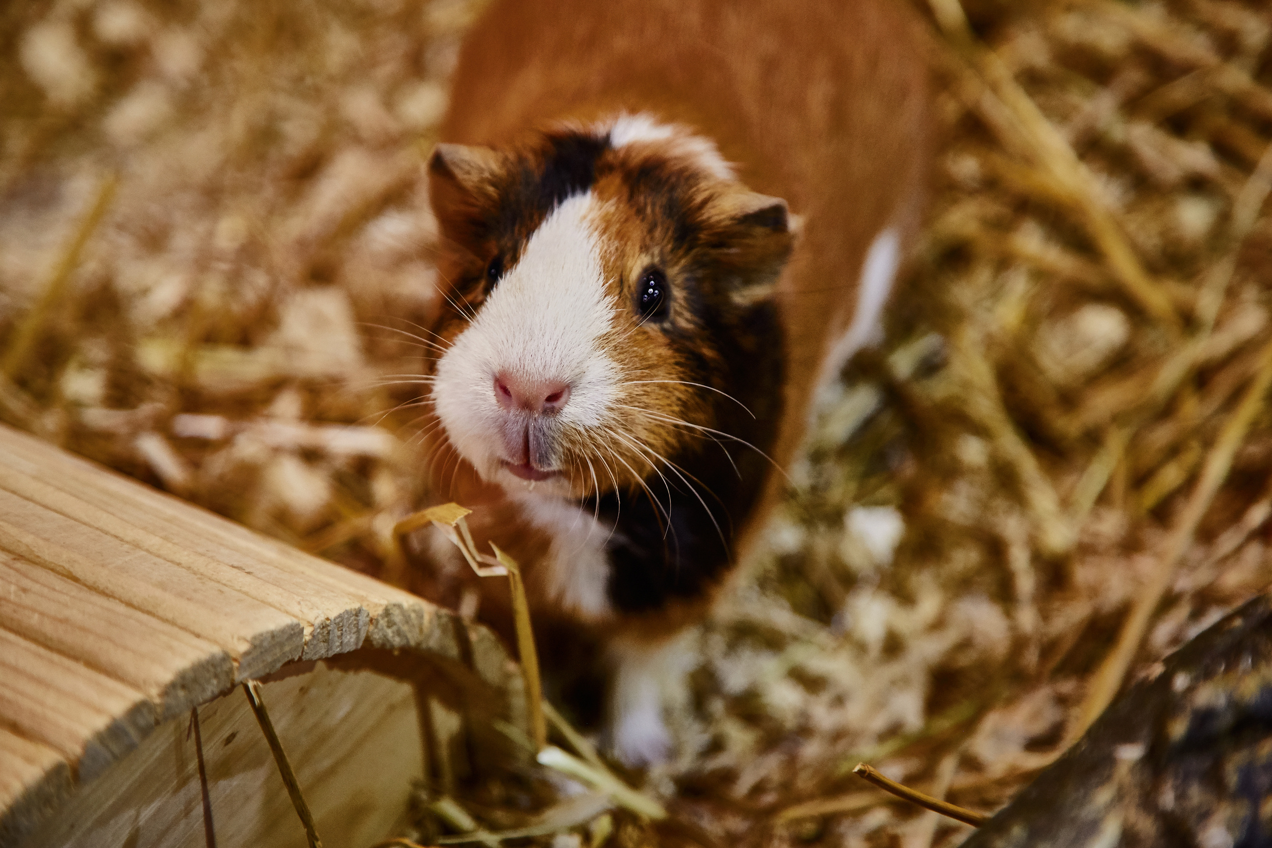 Контактный зоопарк "Белый Кенгуру". Фотограф Сонкина Татьяна