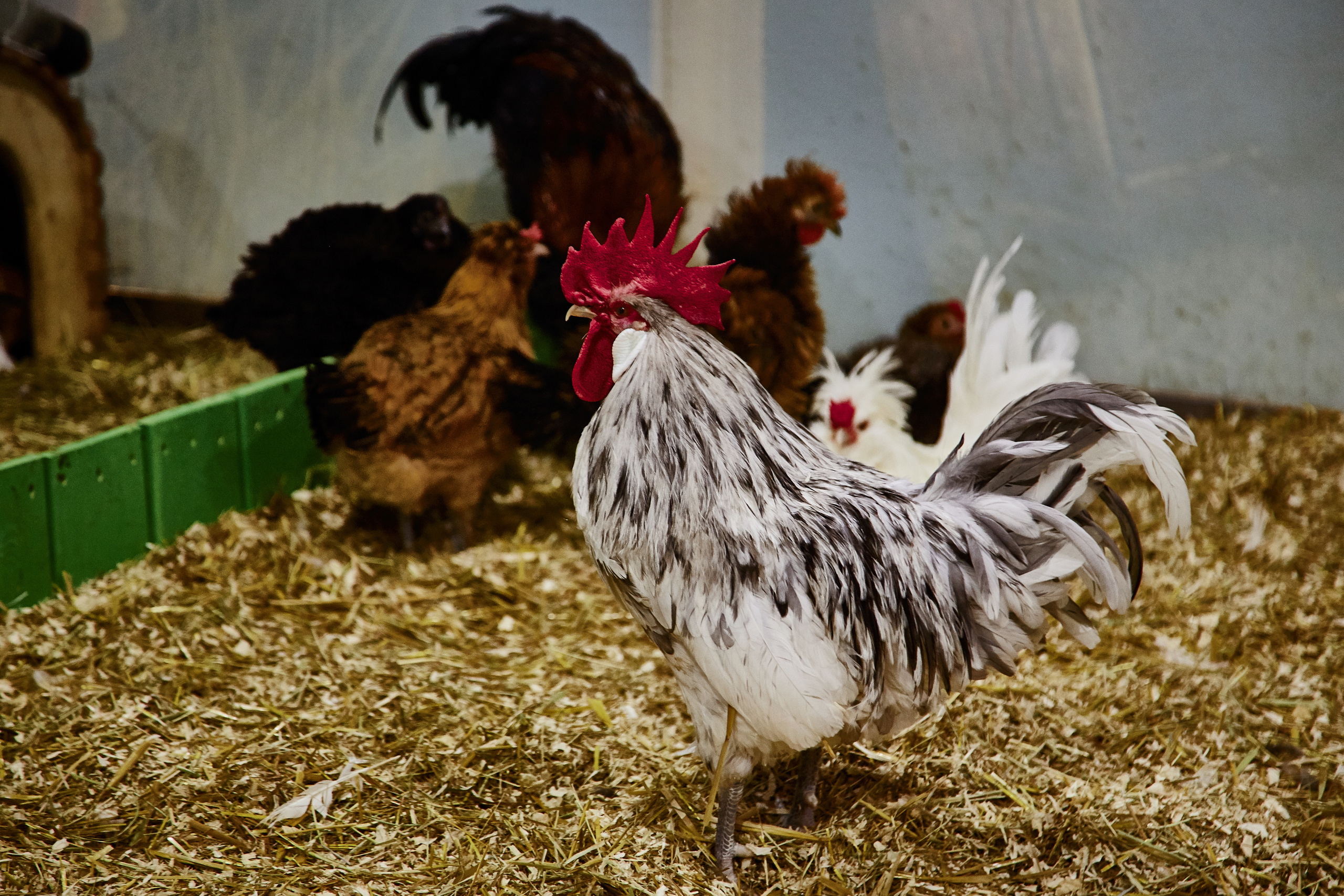 Контактный зоопарк "Белый Кенгуру". Фотограф Сонкина Татьяна