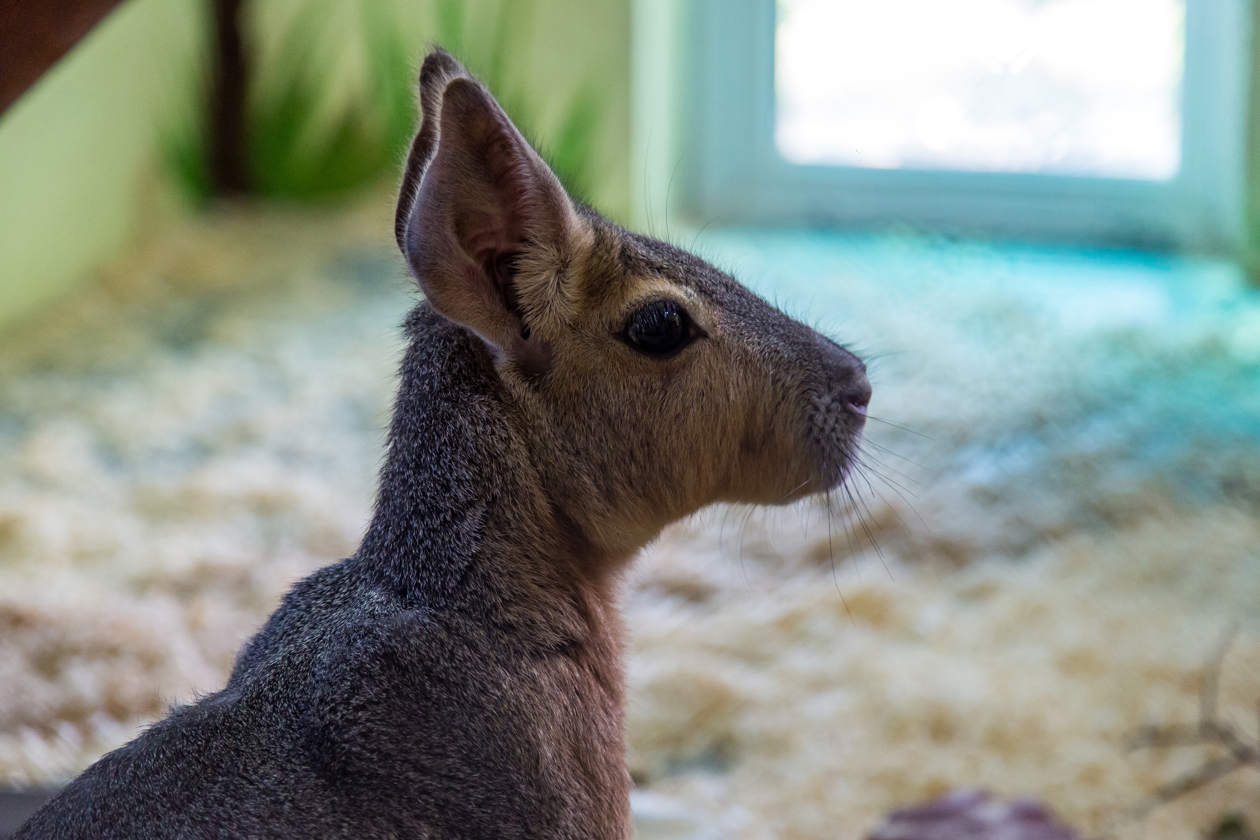 Экзотик Парк. Фотограф Сонкина Татьяна