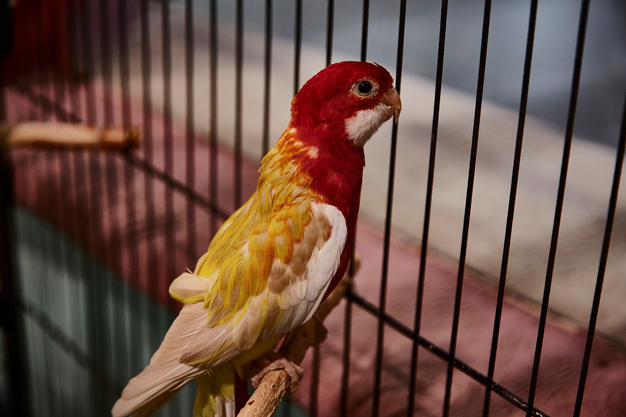 Контактный зоопарк "Белый Кенгуру". Фотограф Сонкина Татьяна