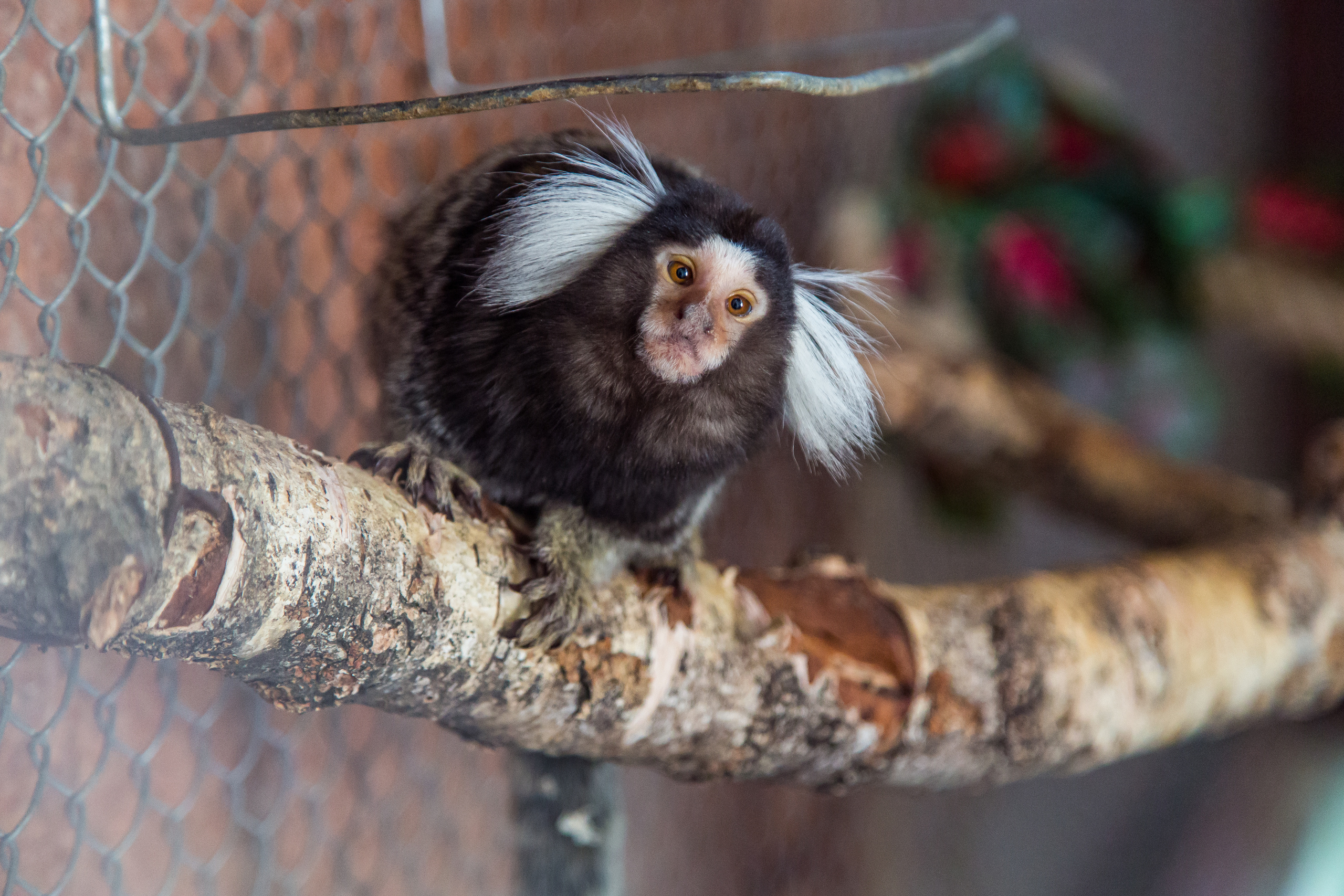 Экзотик Парк. Фотограф Сонкина Татьяна