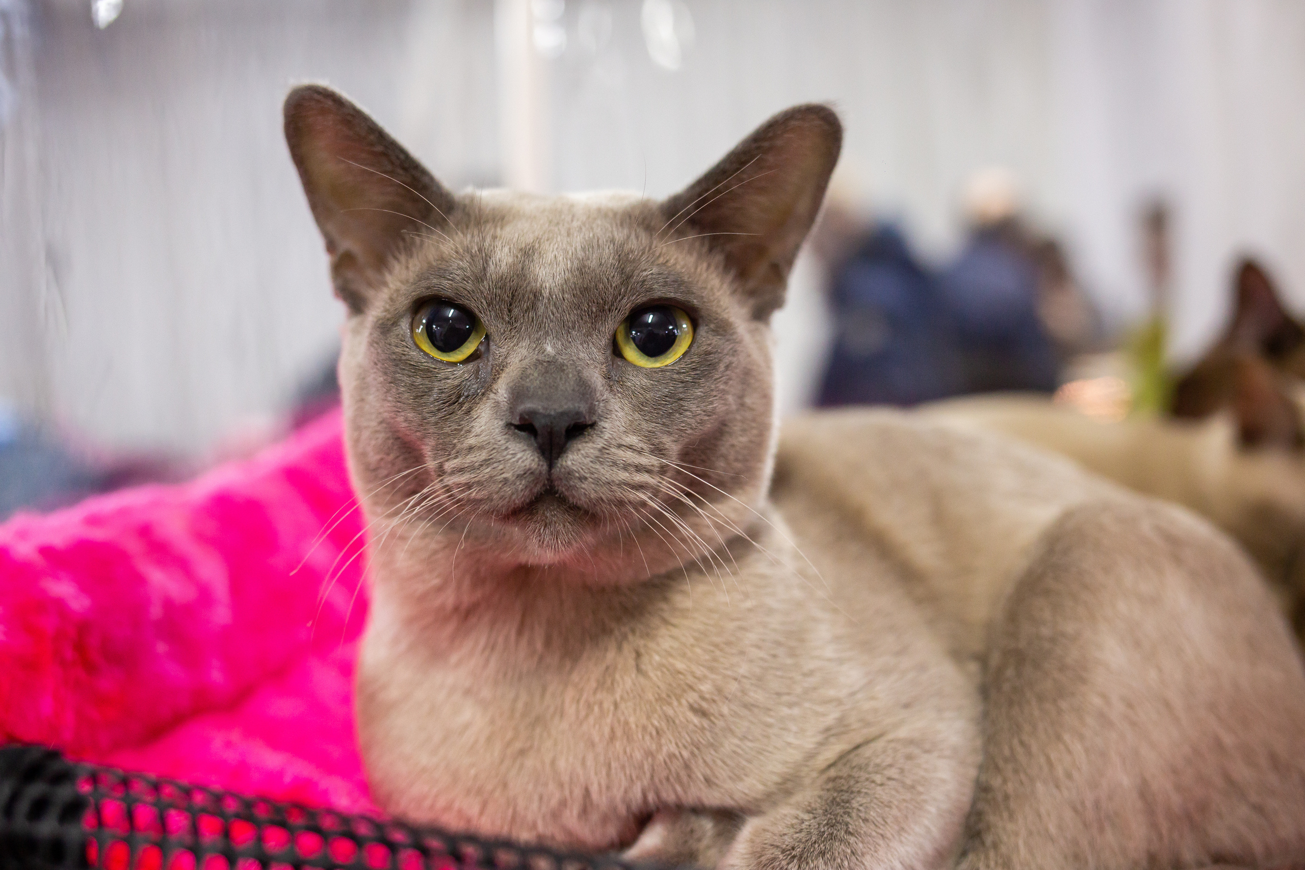 Felis 2018. Фотограф Сонкина Татьяна