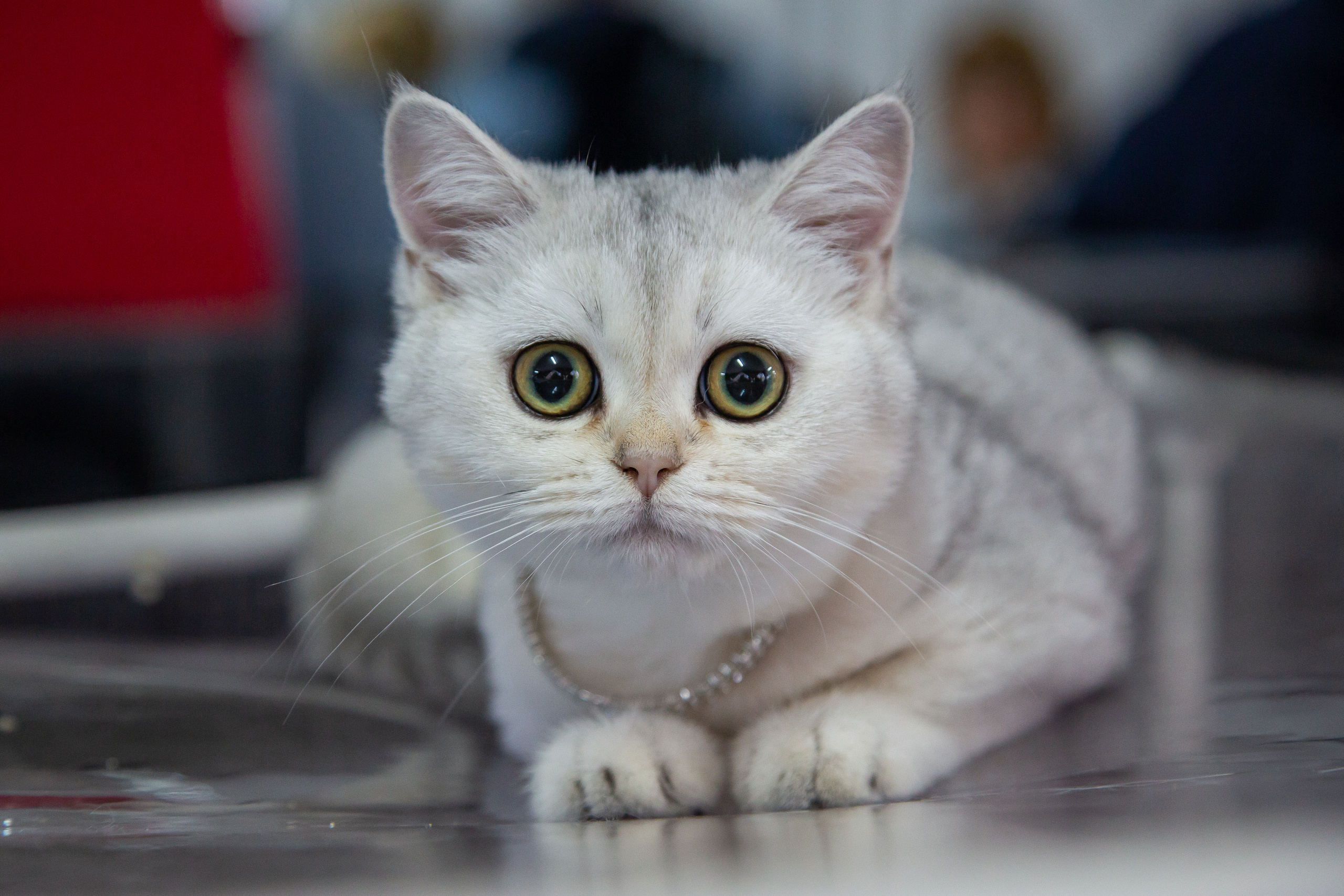 Felis 2018. Фотограф Сонкина Татьяна