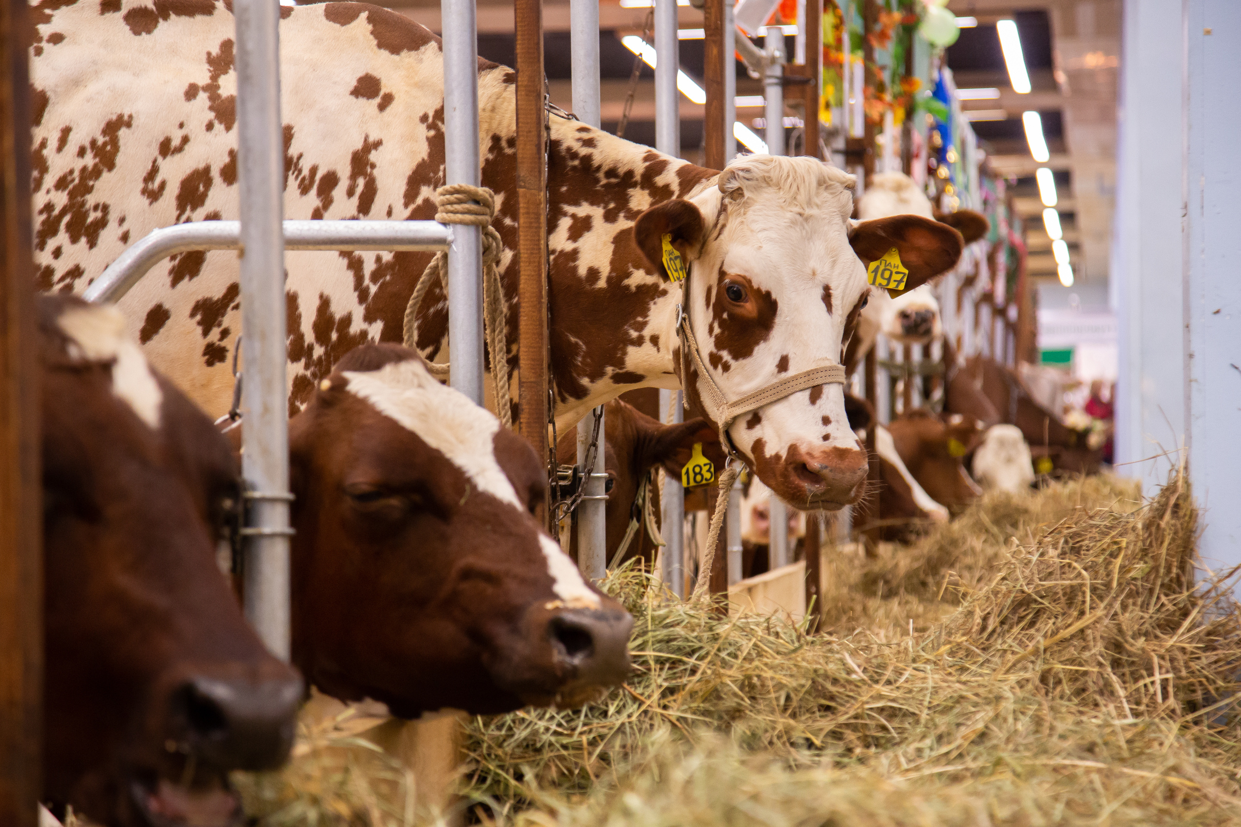 Выставка "Золотая осень". Photographer Sonkina Tatiana (Tanya Ash)