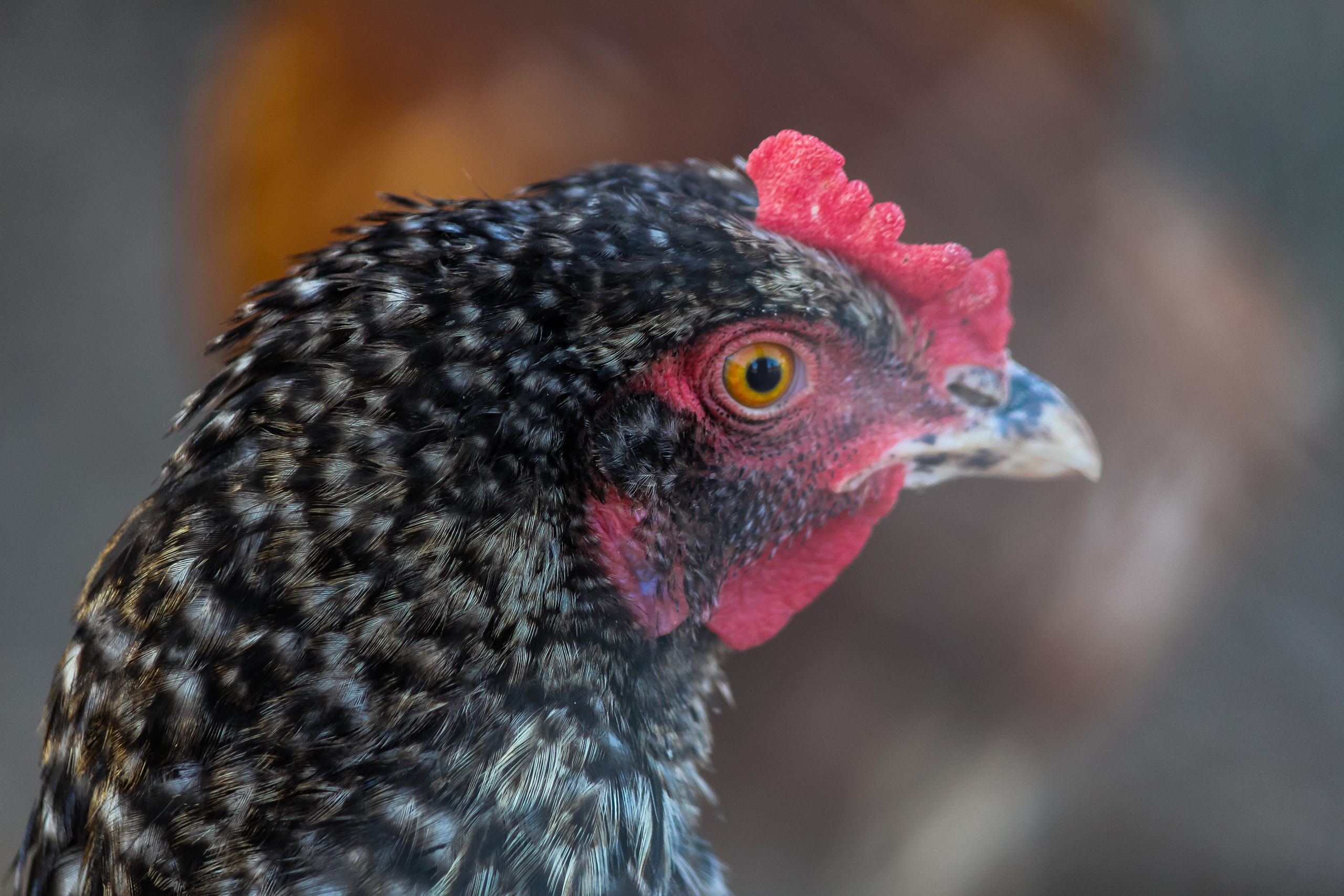 Экзотик Парк. Фотограф Сонкина Татьяна