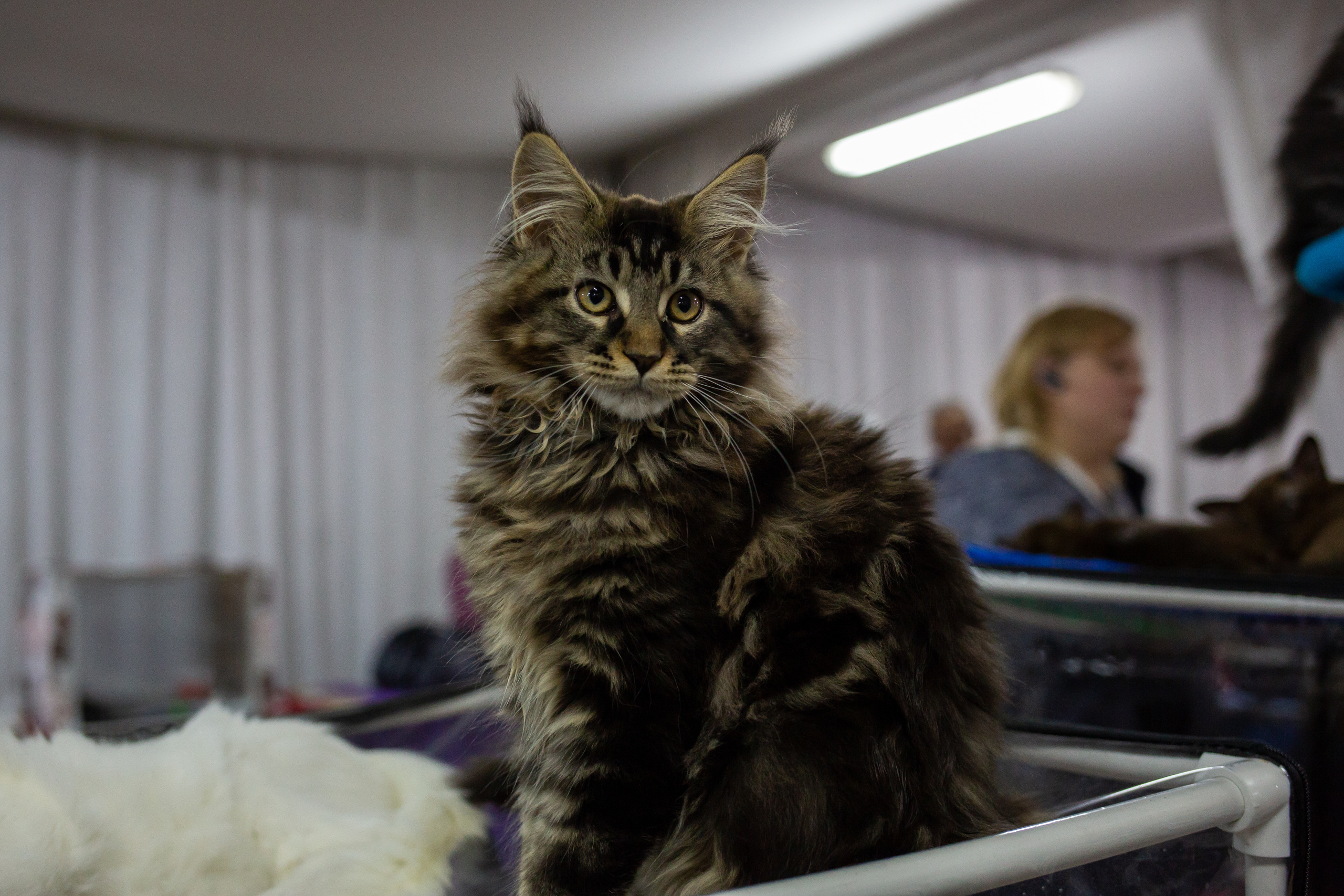 Felis 2018. Фотограф Сонкина Татьяна