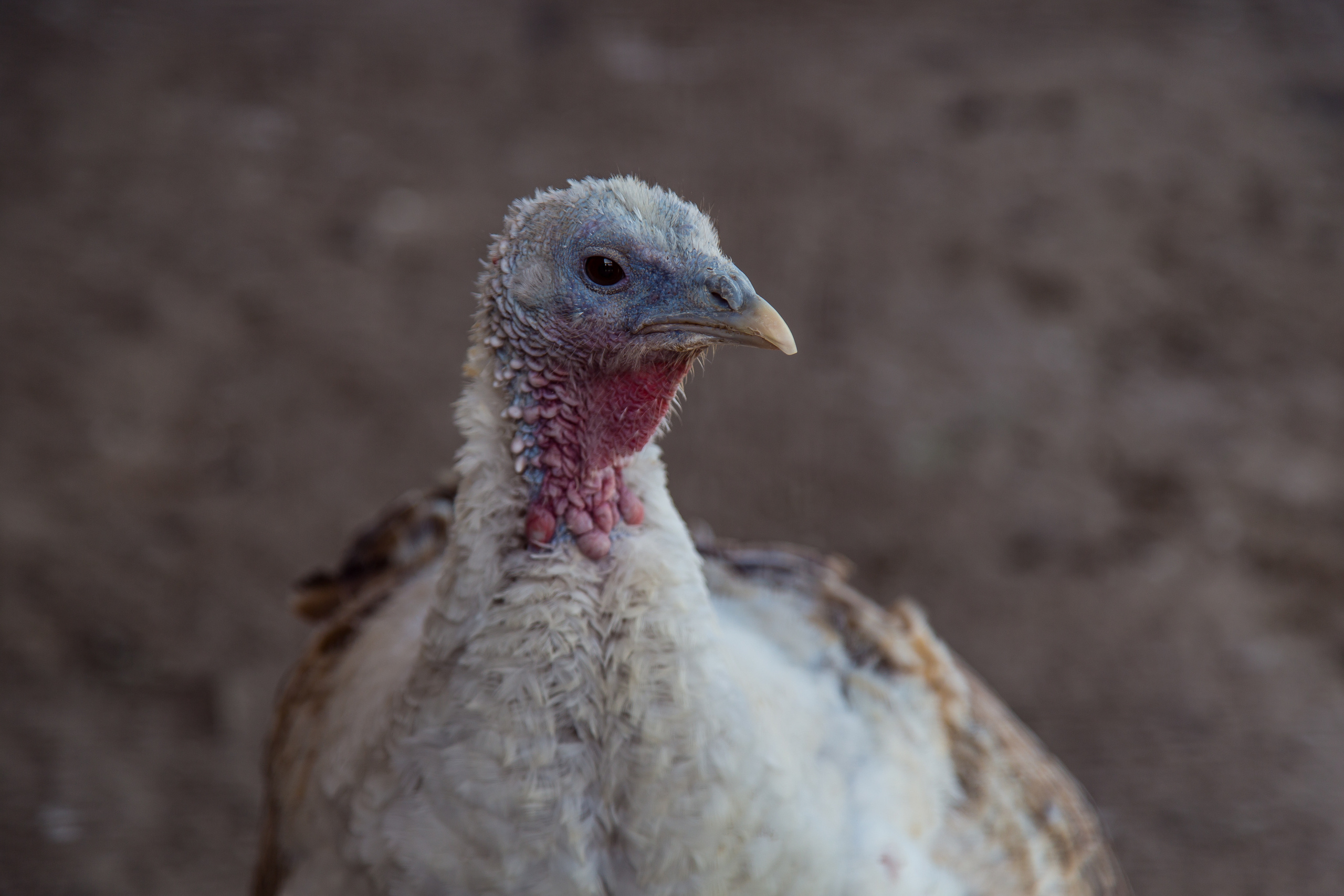 Экзотик Парк. Фотограф Сонкина Татьяна