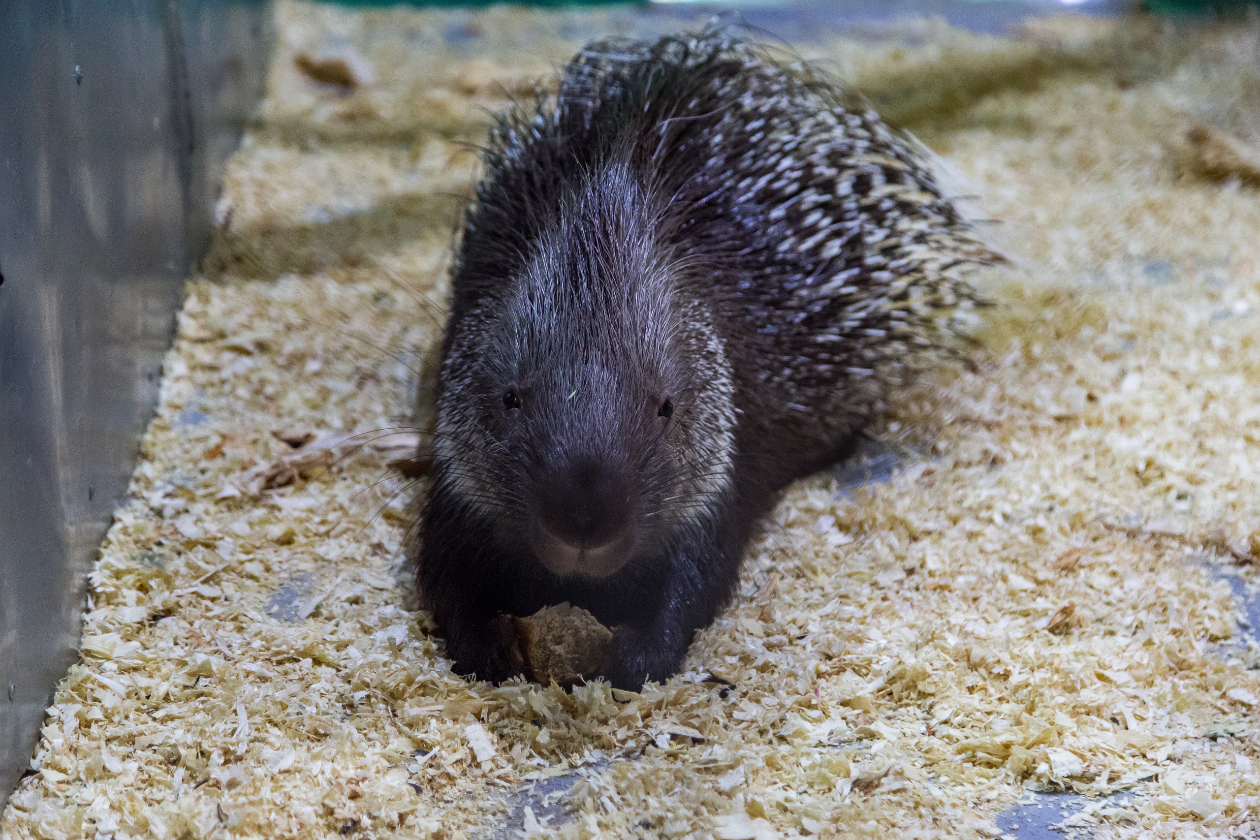Экзотик Парк. Фотограф Сонкина Татьяна