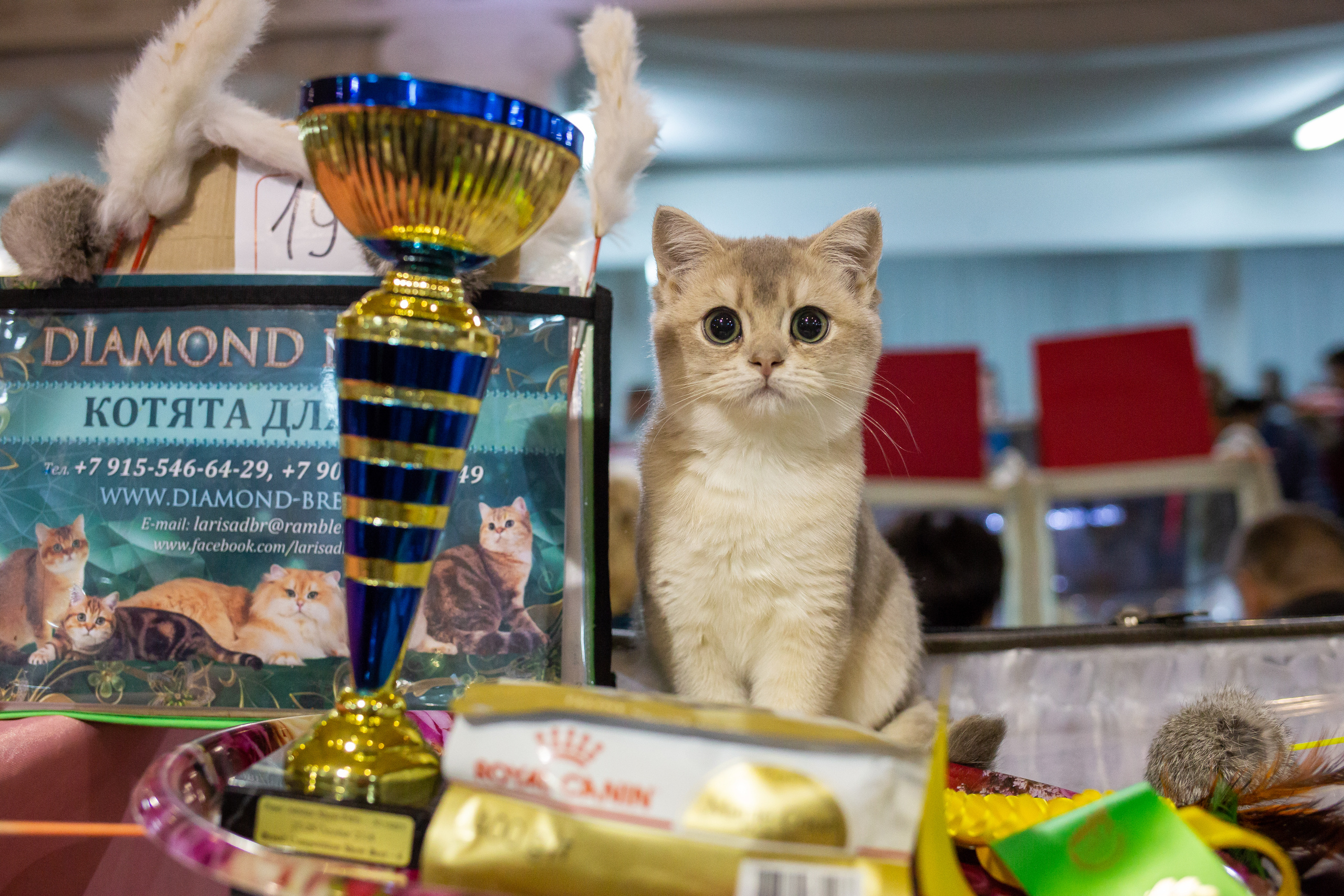 Felis 2018. Фотограф Сонкина Татьяна