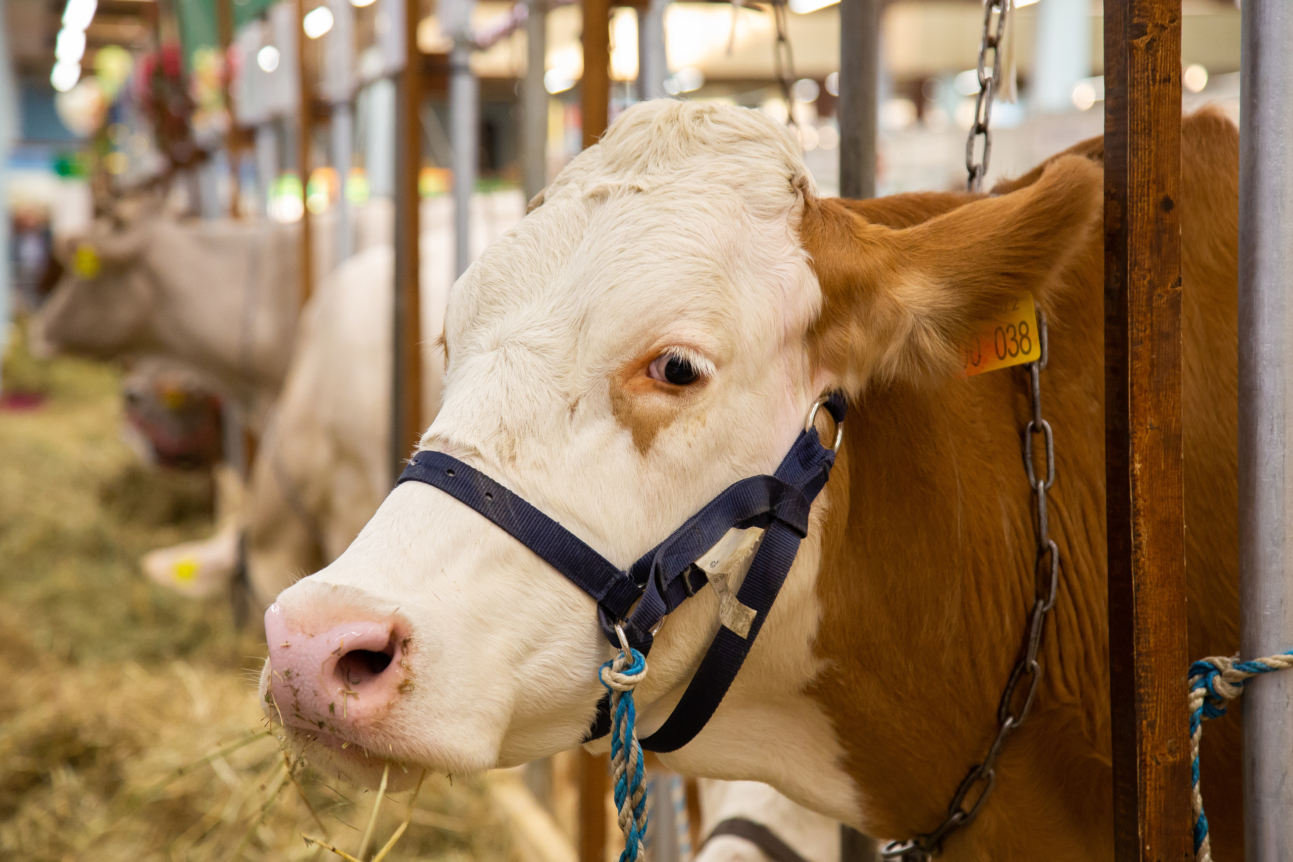 Выставка "Золотая осень". Photographer Sonkina Tatiana (Tanya Ash)