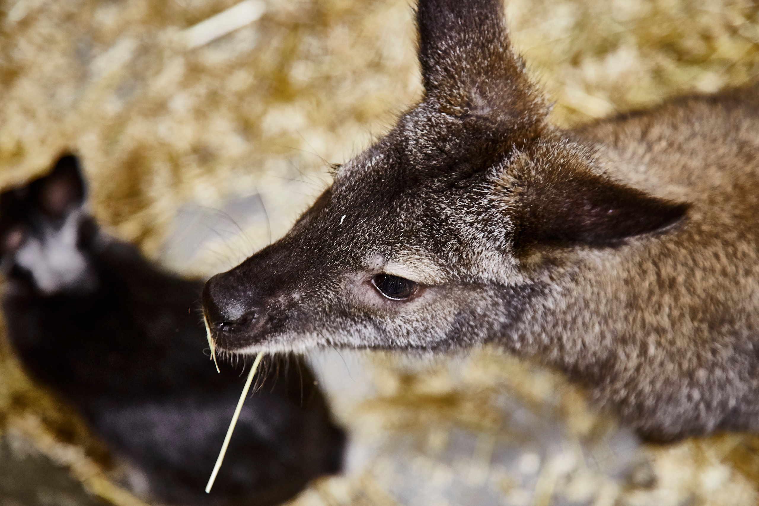 Контактный зоопарк "Белый Кенгуру". Фотограф Сонкина Татьяна