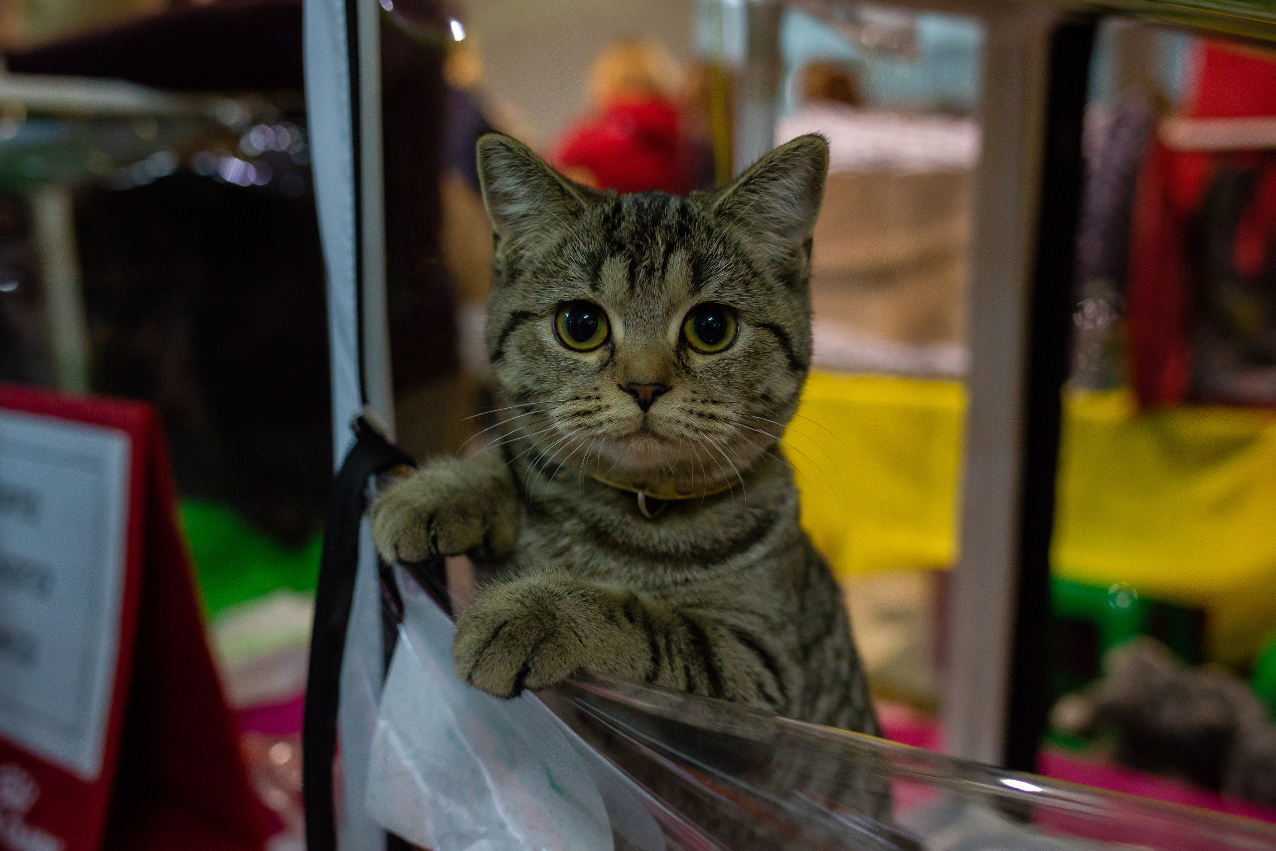 Felis 2018. Фотограф Сонкина Татьяна