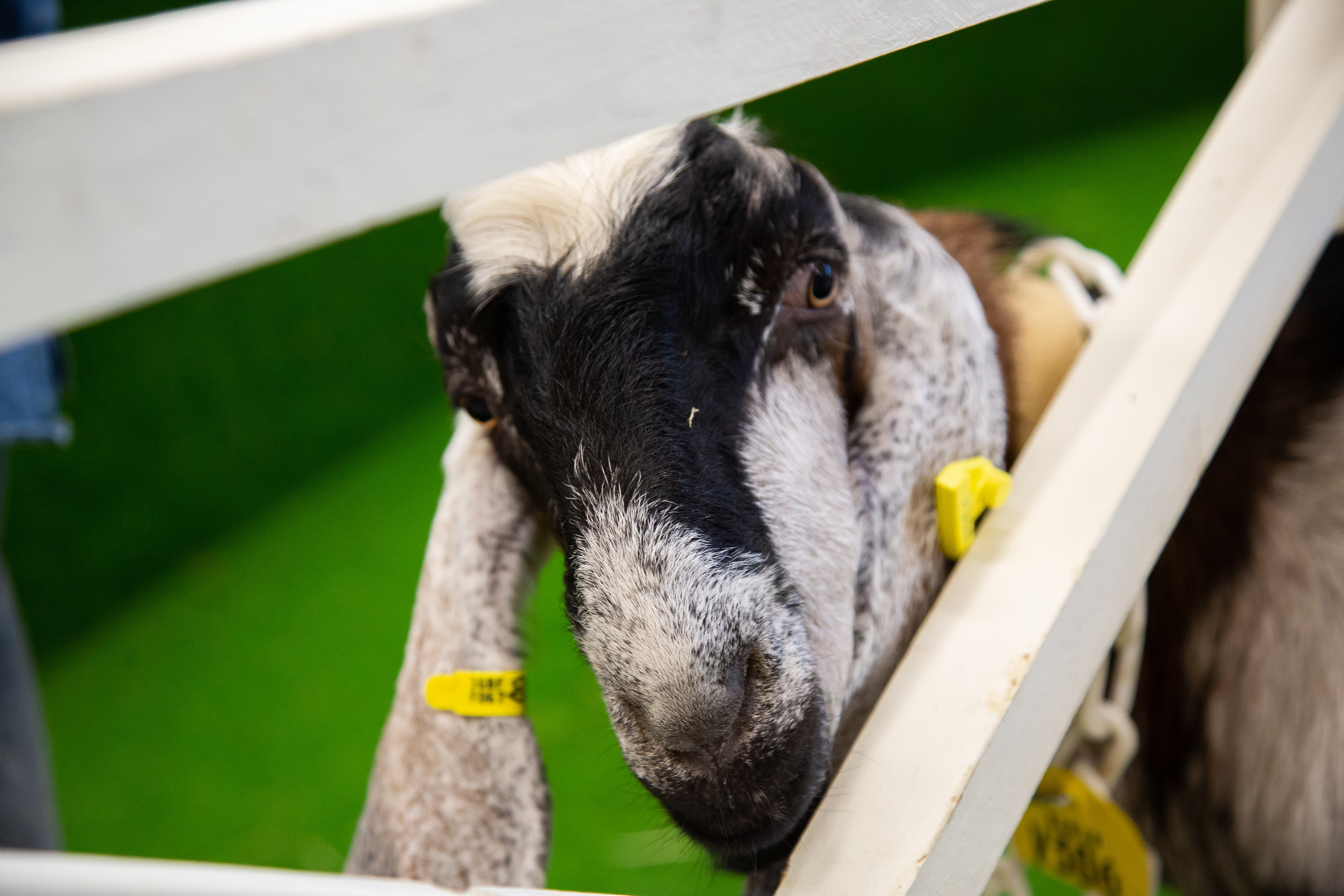 Выставка "Золотая осень". Photographer Sonkina Tatiana (Tanya Ash)