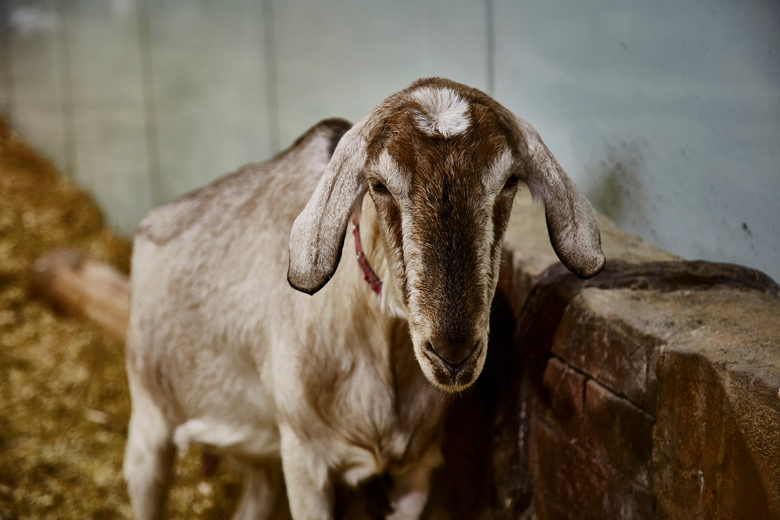 Контактный зоопарк "Белый Кенгуру". Фотограф Сонкина Татьяна